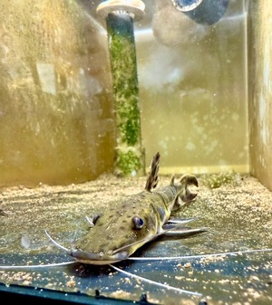 ワイルド・タイガーシャベルノーズキャット・カクエタ川産