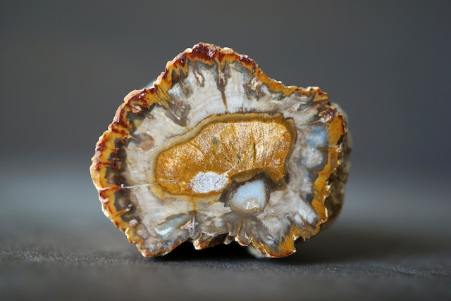 珪化木 ペトリファイドウッド Petrified Wood 1205~1210