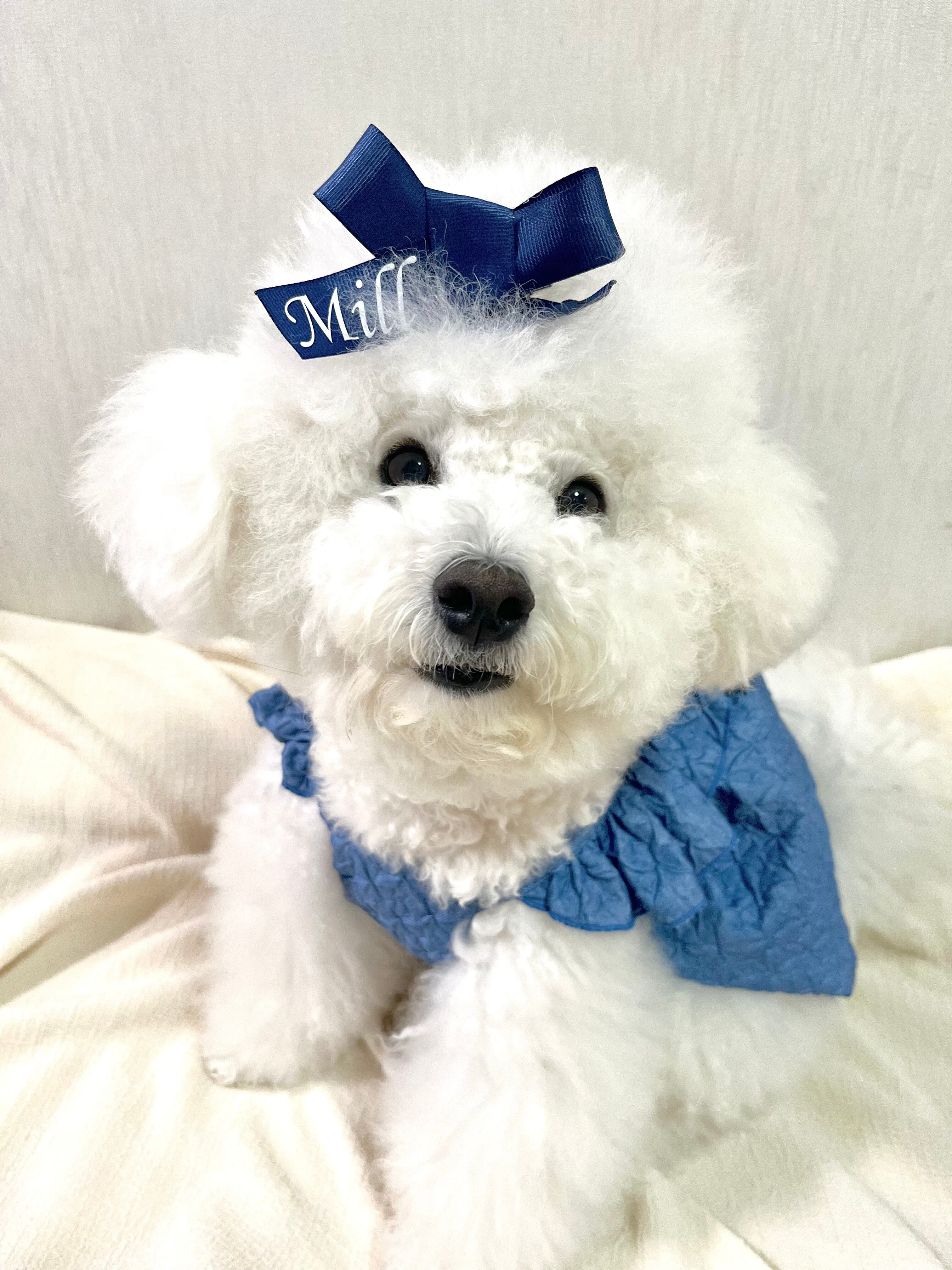 lalalamarronハンドメイド犬服のお店 (@lalalamarron_dogwear