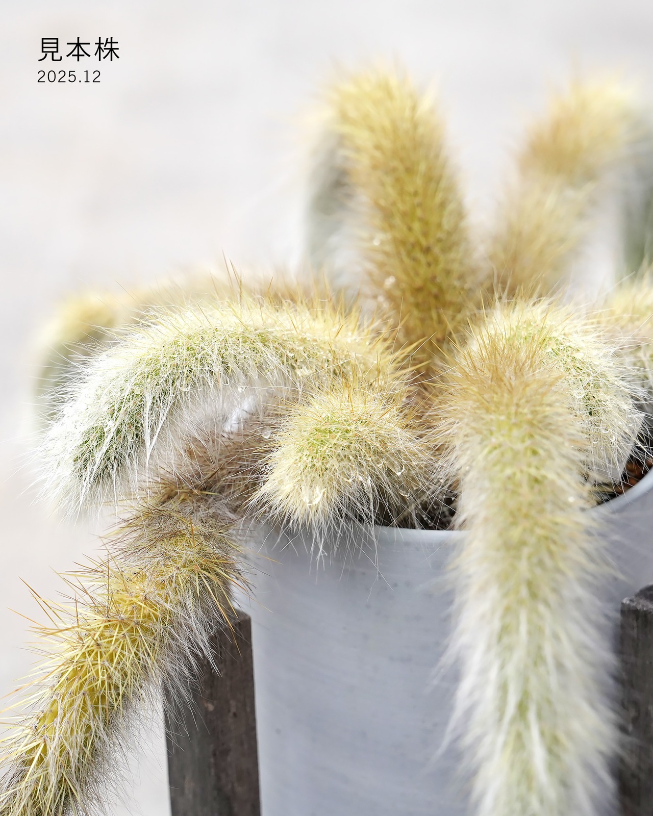 抜き苗 猫のしっぽ Cleistocactus winteri ssp.colademono