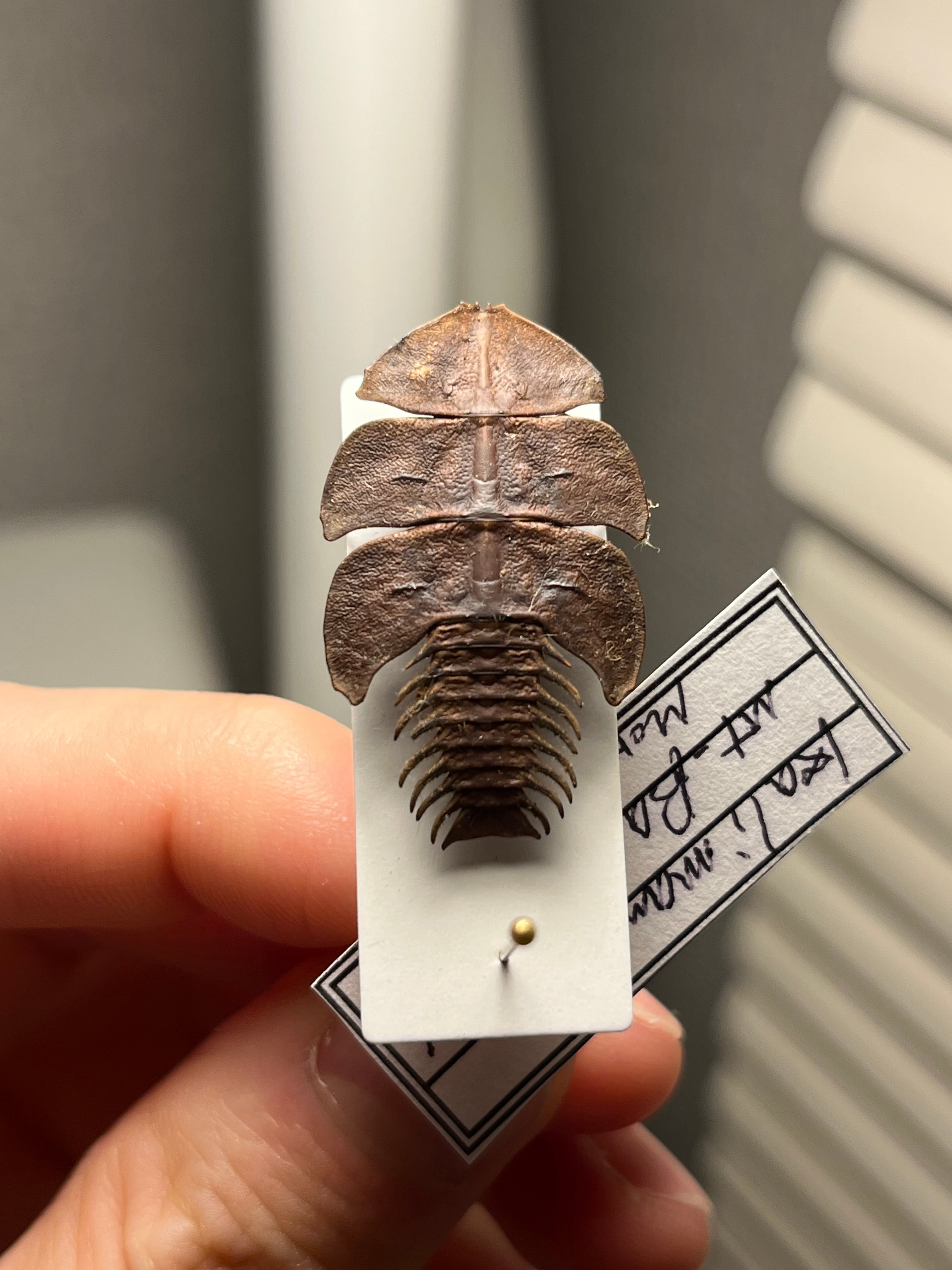 サンヨウベニボタルの昆虫標本 ホタル標本 蛍タランチュラムカデ