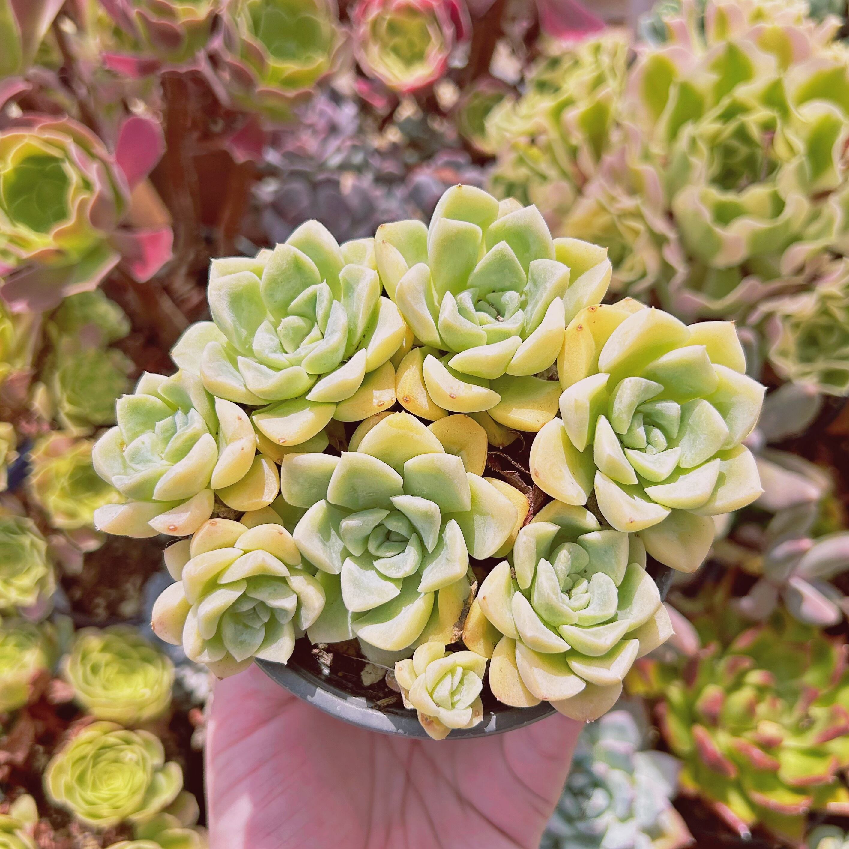 #286現物　多肉植物　クリーム美人　特大　抜き苗