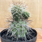 Tephrocactus alexanderi【テフロカクタス・アレキサンデリ】