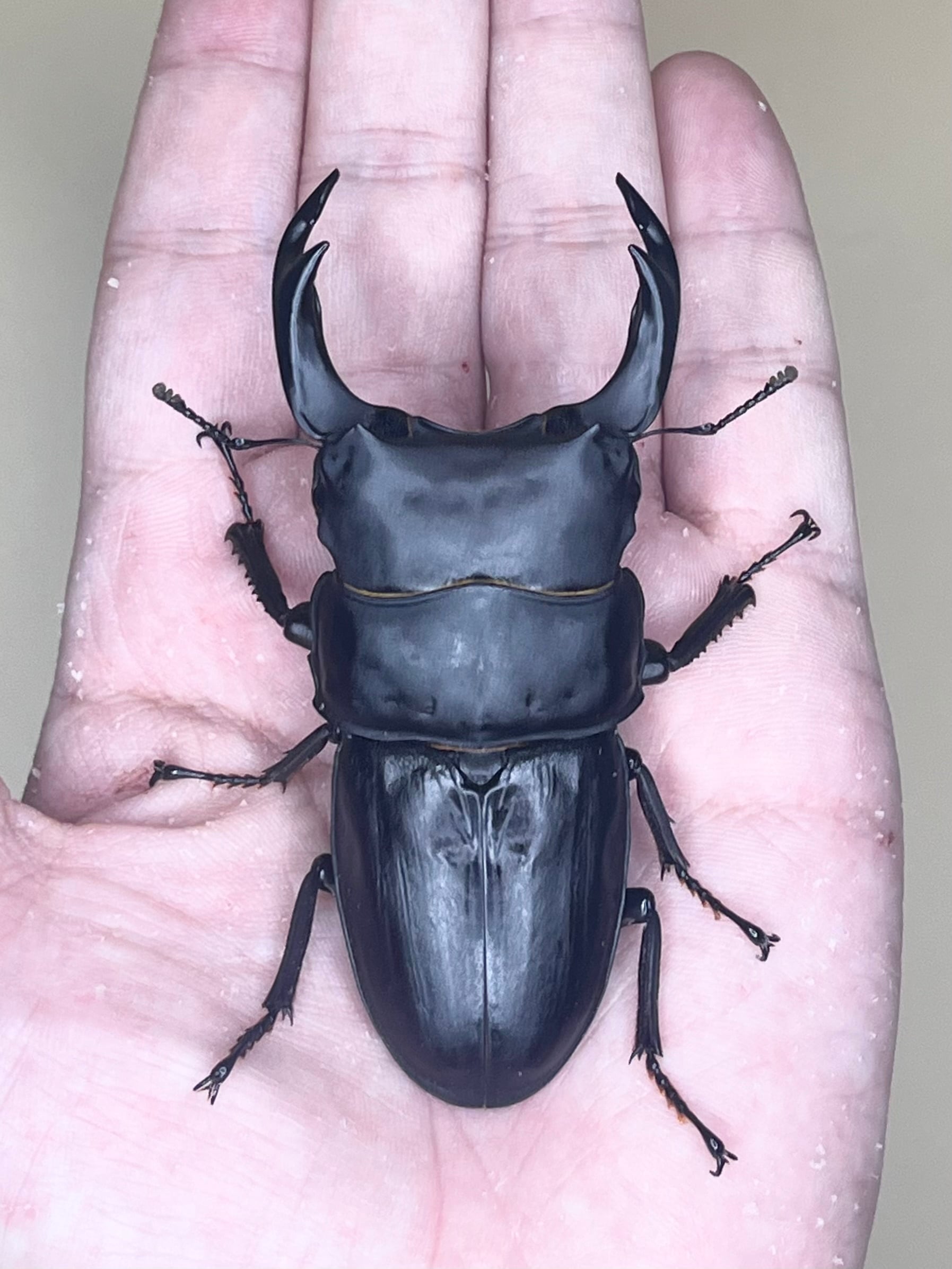 絶煩Tajinyo】 能勢YG 新成虫ペア ♂82.5mm（同腹87.5mmB)×♀52.3mm 