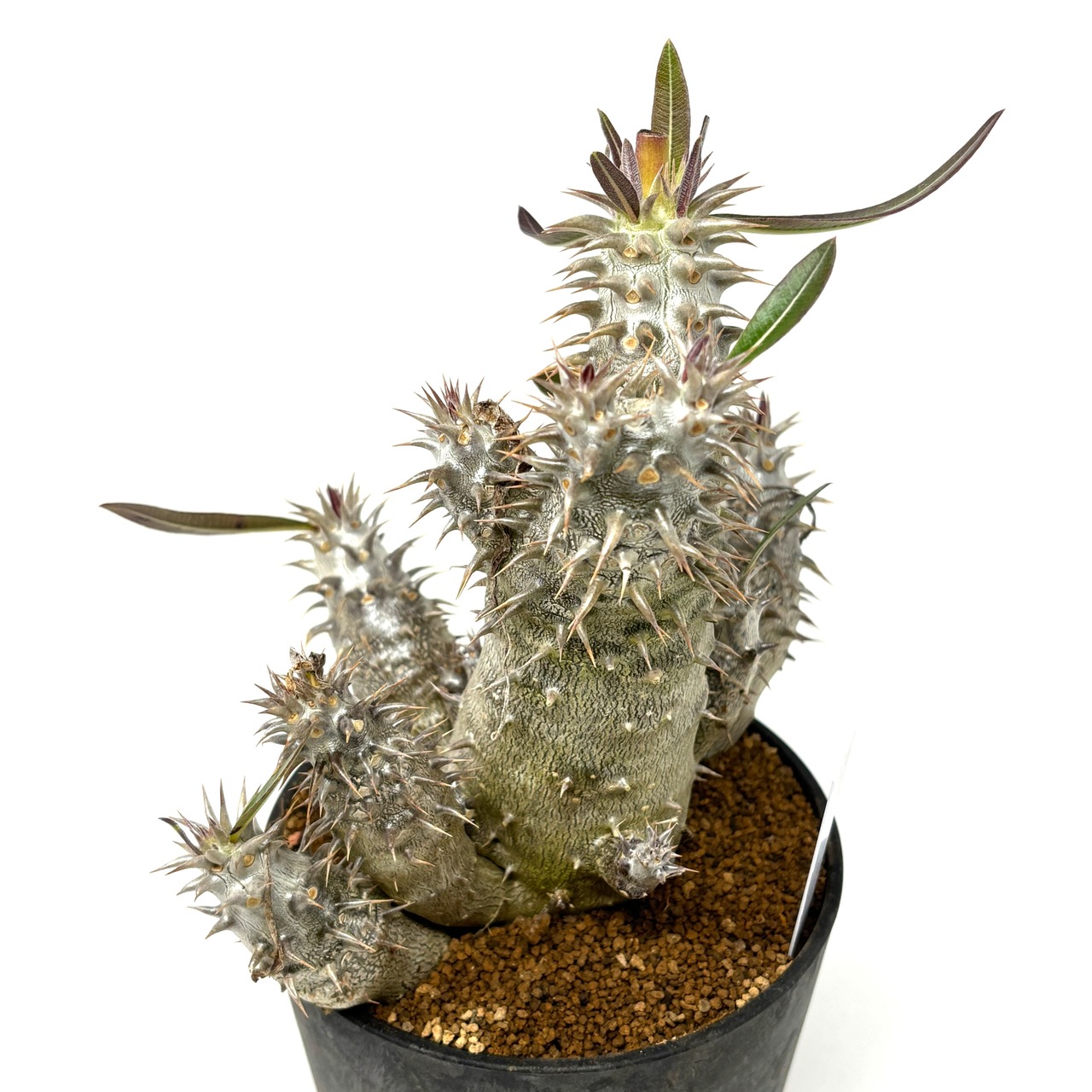 パキポディウム　伊藤ハイブリッド　高分枝系統【561】