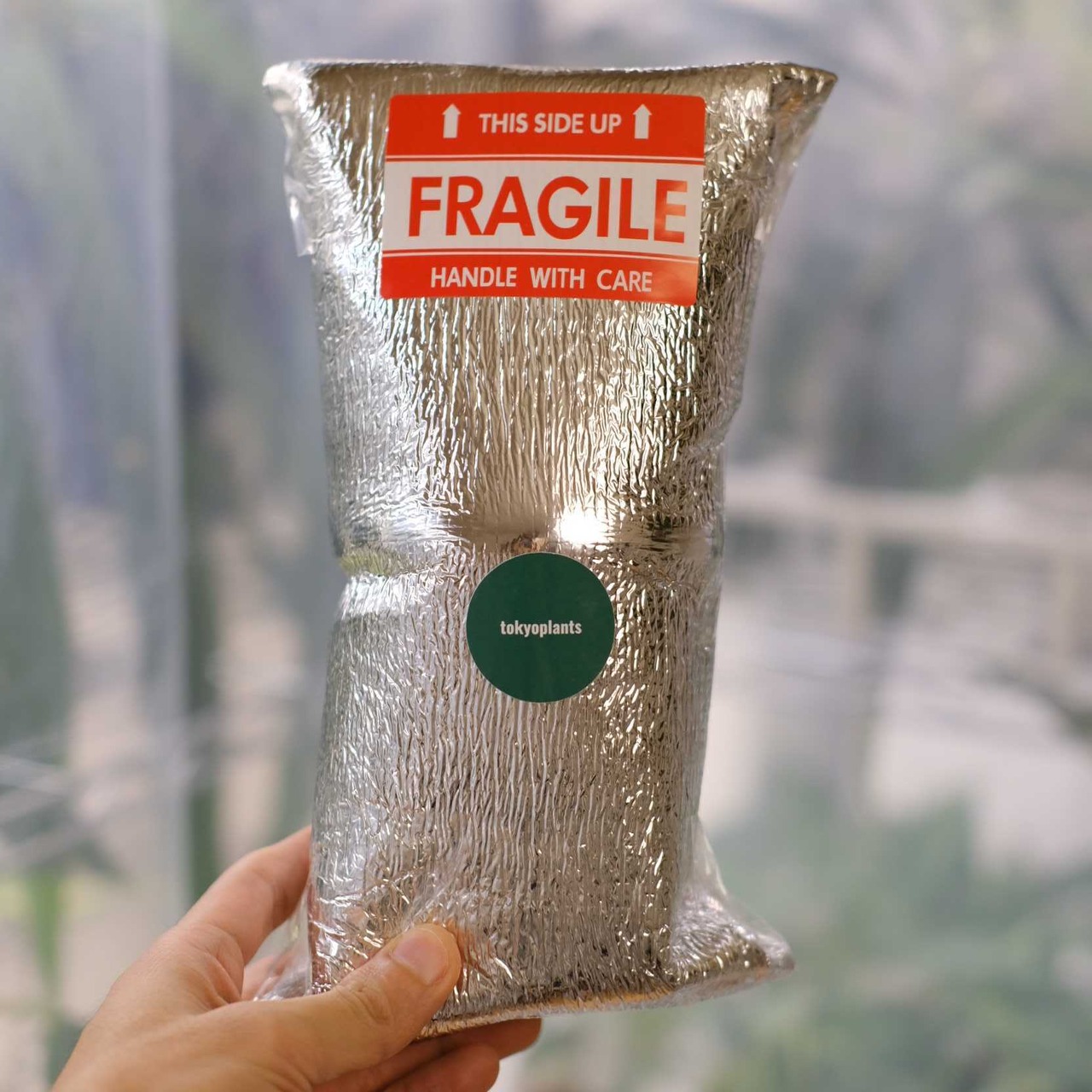 Stephania kaweesakii / ステファニア カウィーサキー⑤