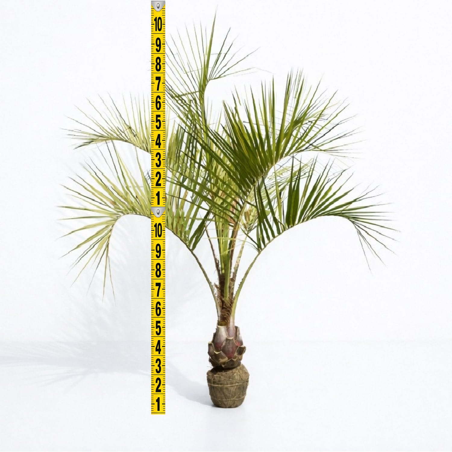 【南国ムード満点】ココスヤシ 高さ約180cm・幹の太さ約30cm以上！ XLサイズ】国産ココスヤシ！お庭にそのまま植えて南国気分を楽しめます