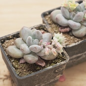 抜き苗 ミルクビーンズ 花付き Echeveria 'Milk Beans'