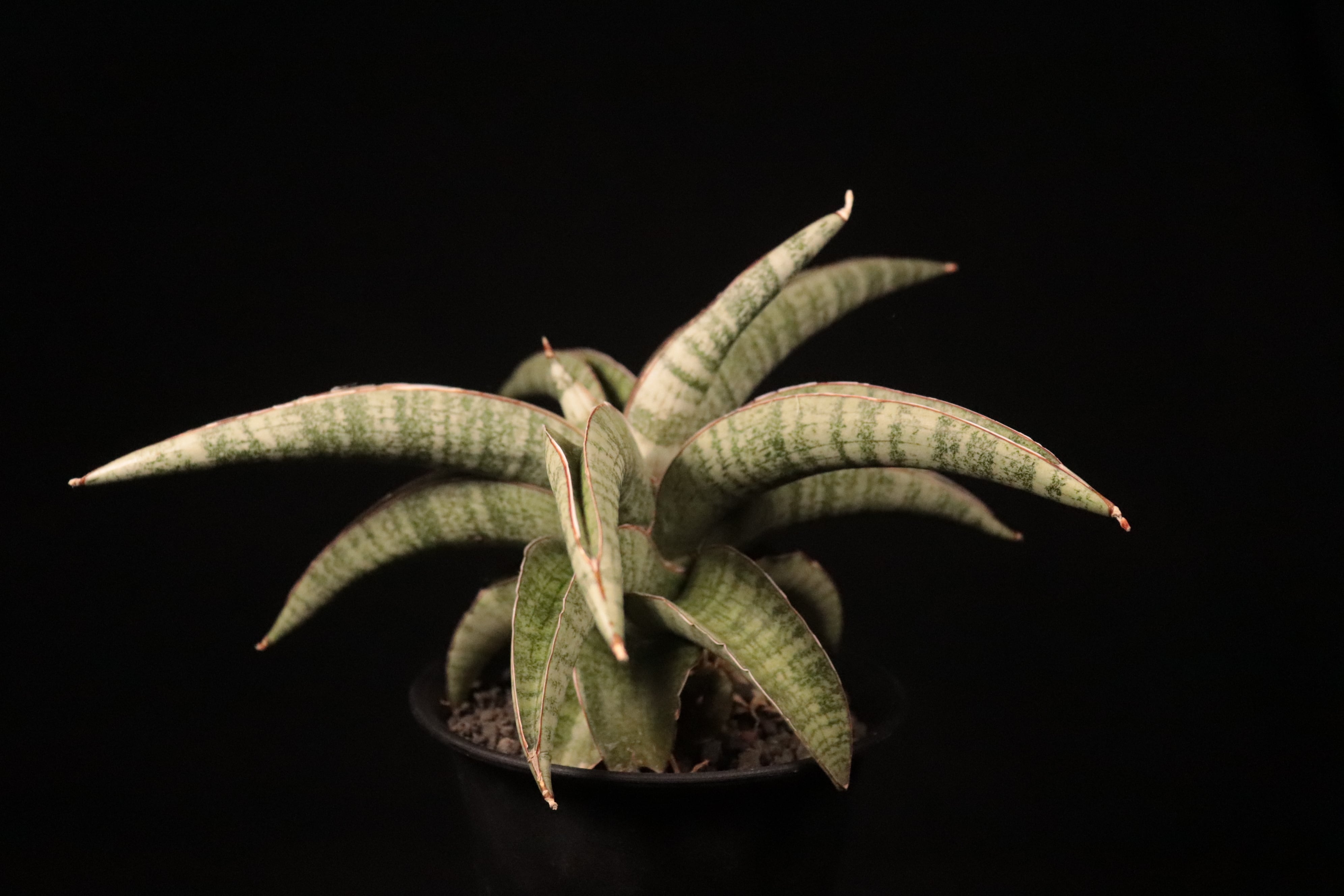 送料無料】Sansevieria Hybrid〔サンセベリア〕現品発送S0015 | plane
