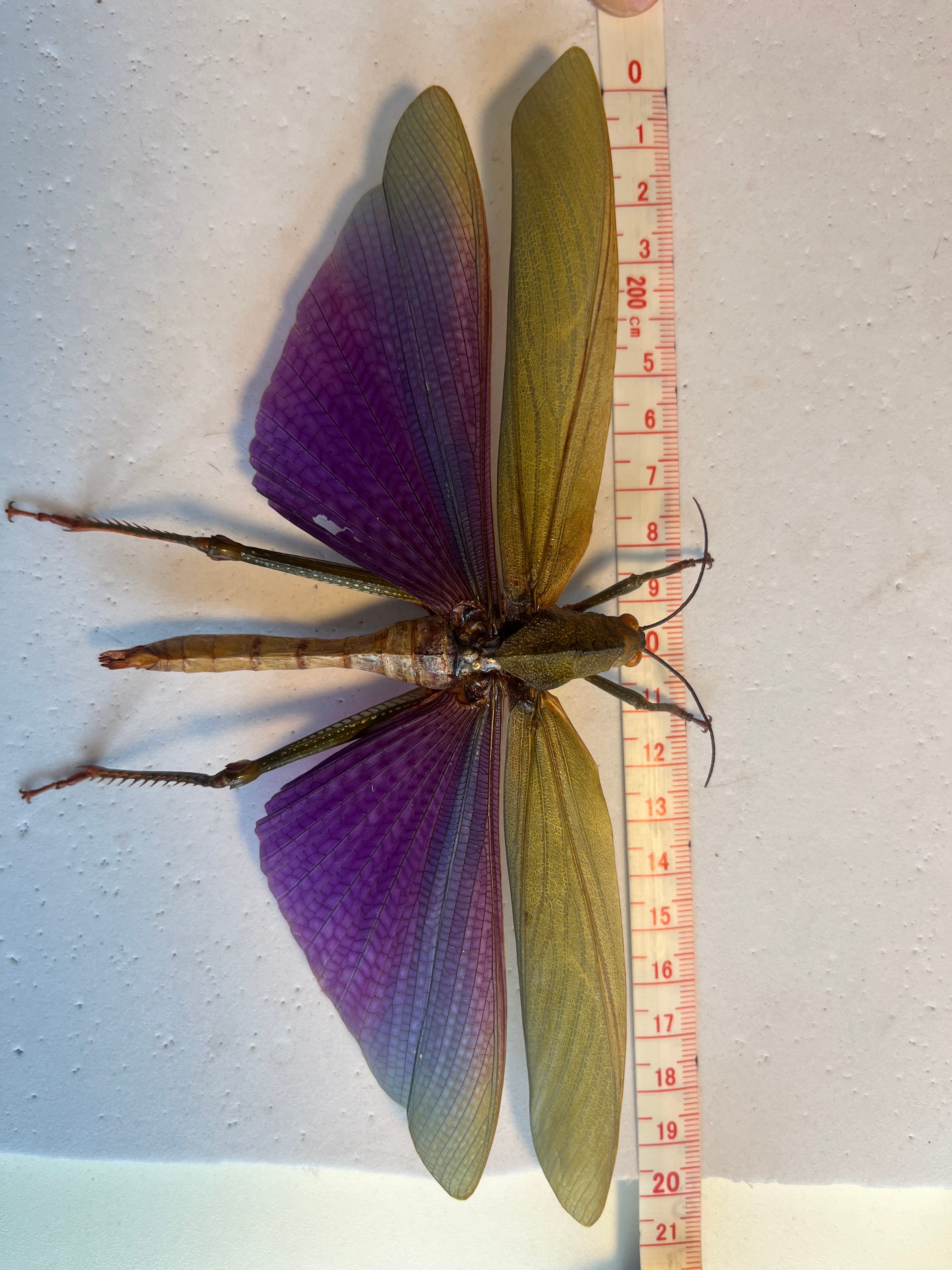 飛蝗最大級】シタムラサキオオバッタ 昆虫標本 直翅類 カマキリ