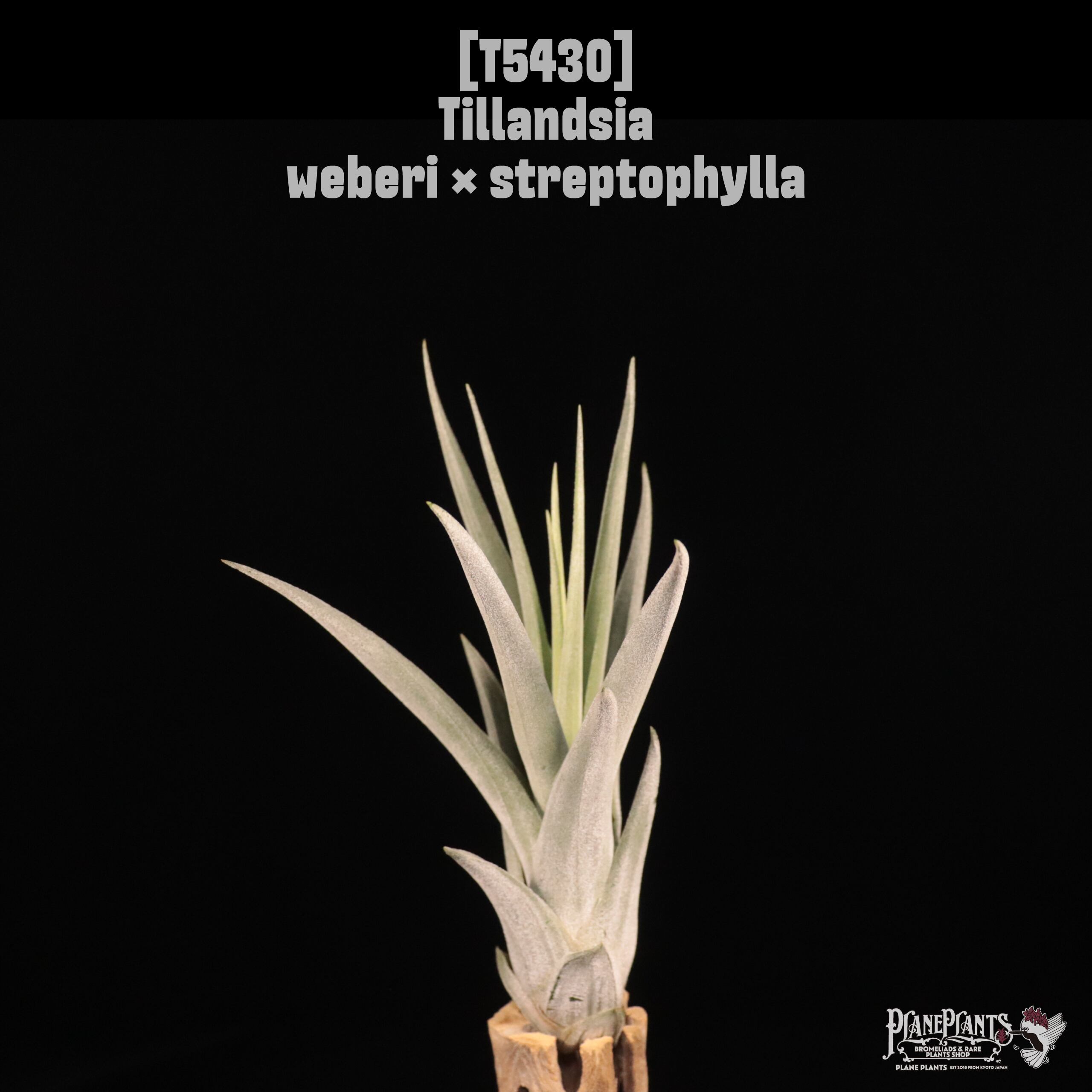 □ IN STOCK [販売中商品] | plane plants