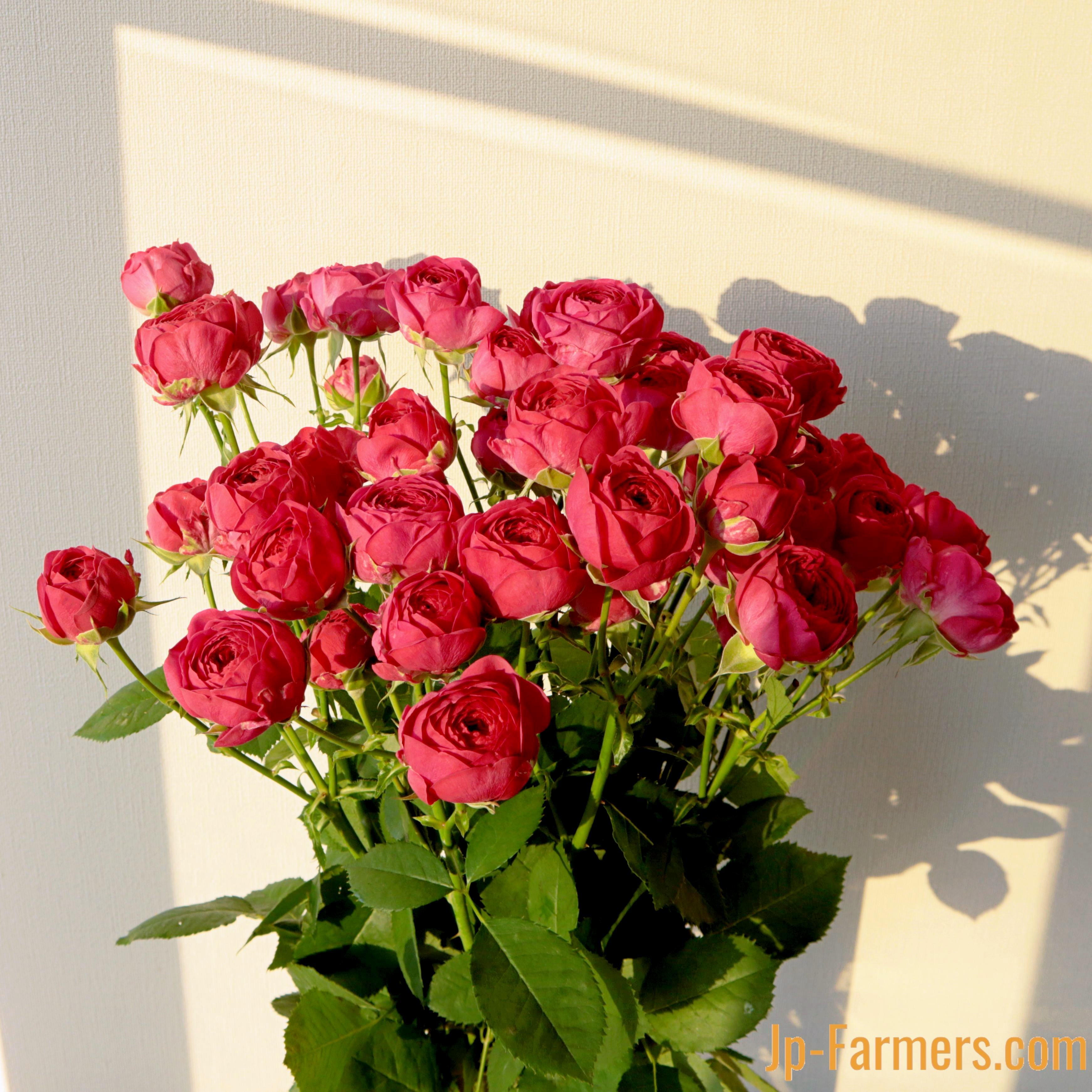 fab最も脆い所 バラ売り可能 000000004555_gsfTlef.jpg