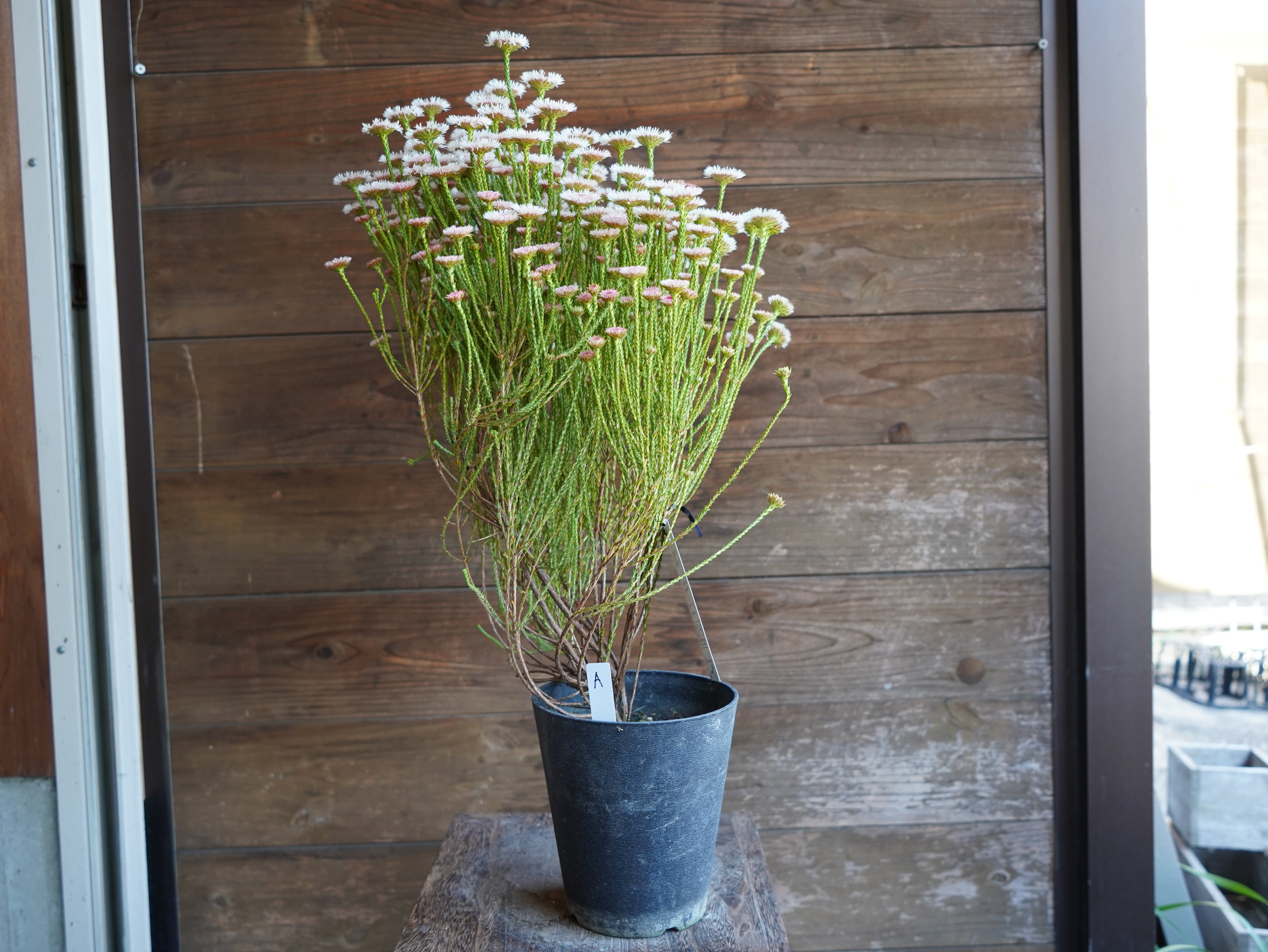 【現物】アクチノジウム ”シャトルデイジー” A