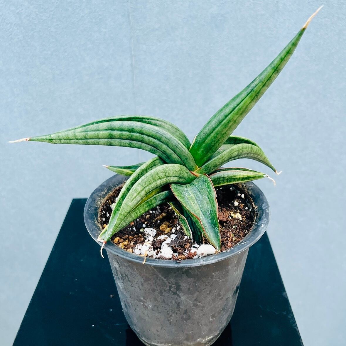 現品］【希少】サンスベリア パテンス 斑入り 4号 観葉植物 室内 レア