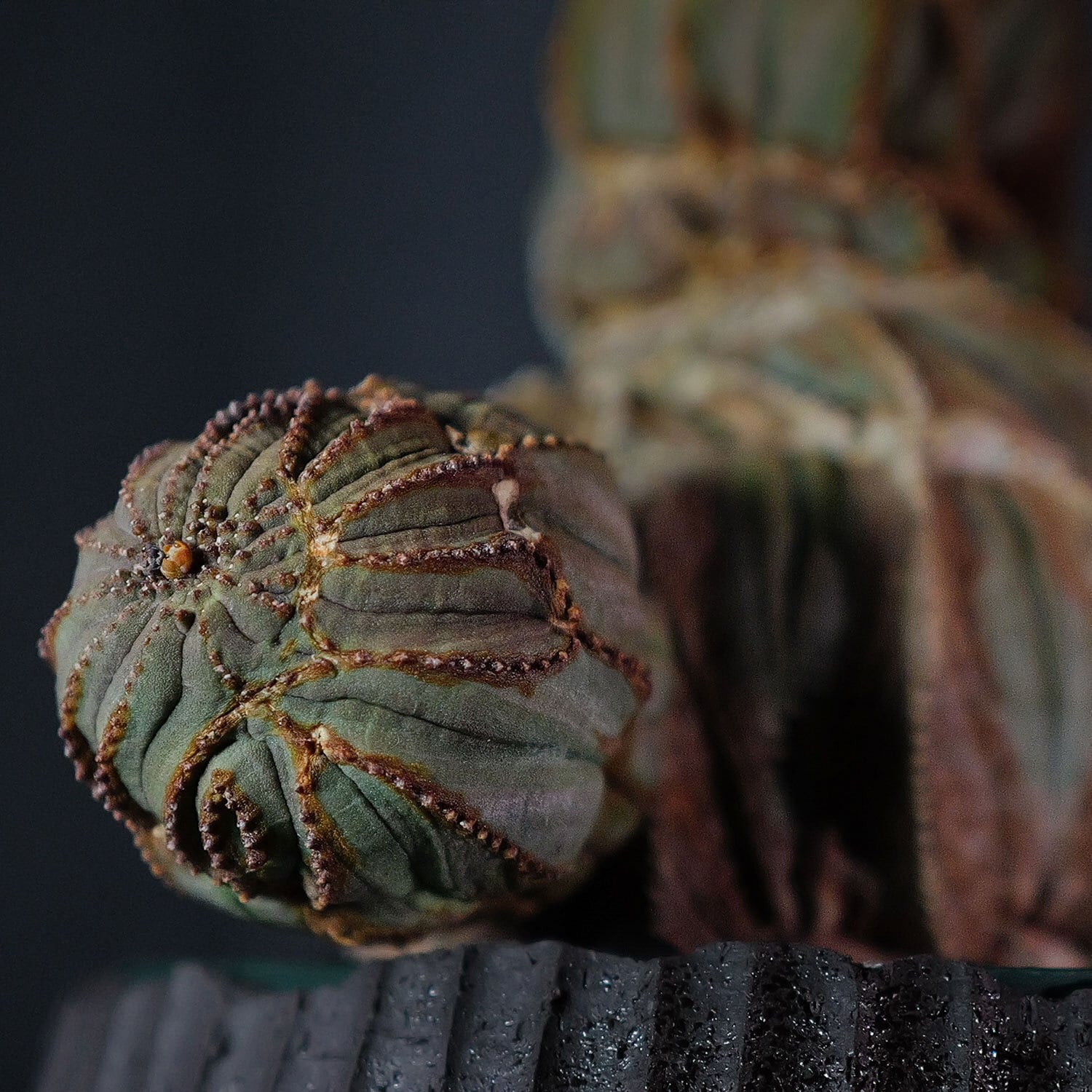 超厳選株】メス株 大株 最大幅 13.6cm 捻じれ 仔吹き ヴィンテージ  