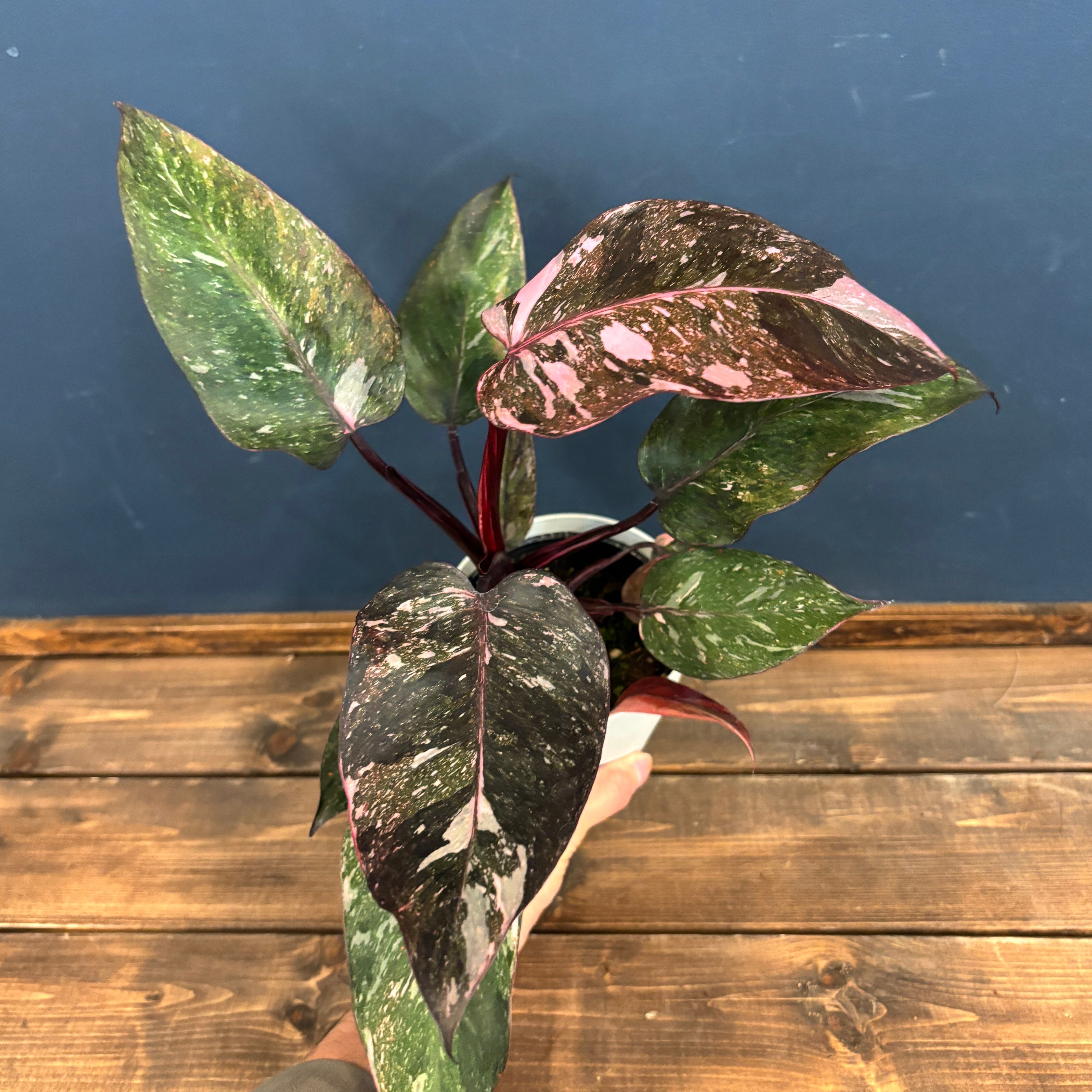 【大株】フィロデンドロン ピンク ギャラクシー 希少 斑入り 大きめ フィロデンドロン ピンクプリンセス ギャラクシー | GREEN LUCK