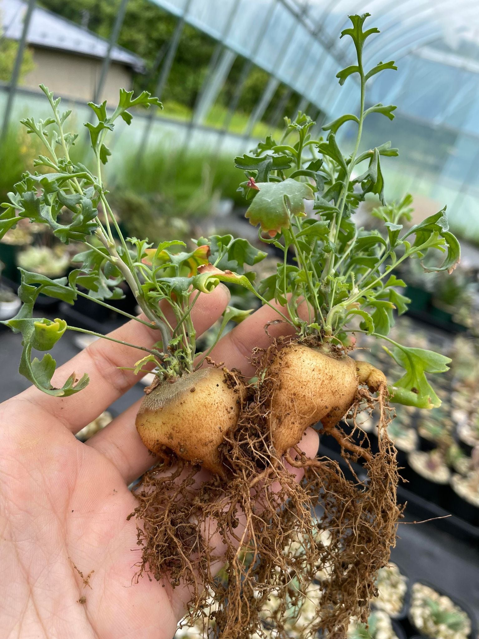 ペラルゴニウム ロバツム検索（塊根植物パキポディウム グラキリス アガベ ） ペラルゴニウム ロバツム検索（塊根植物パキポディウム グラキリス