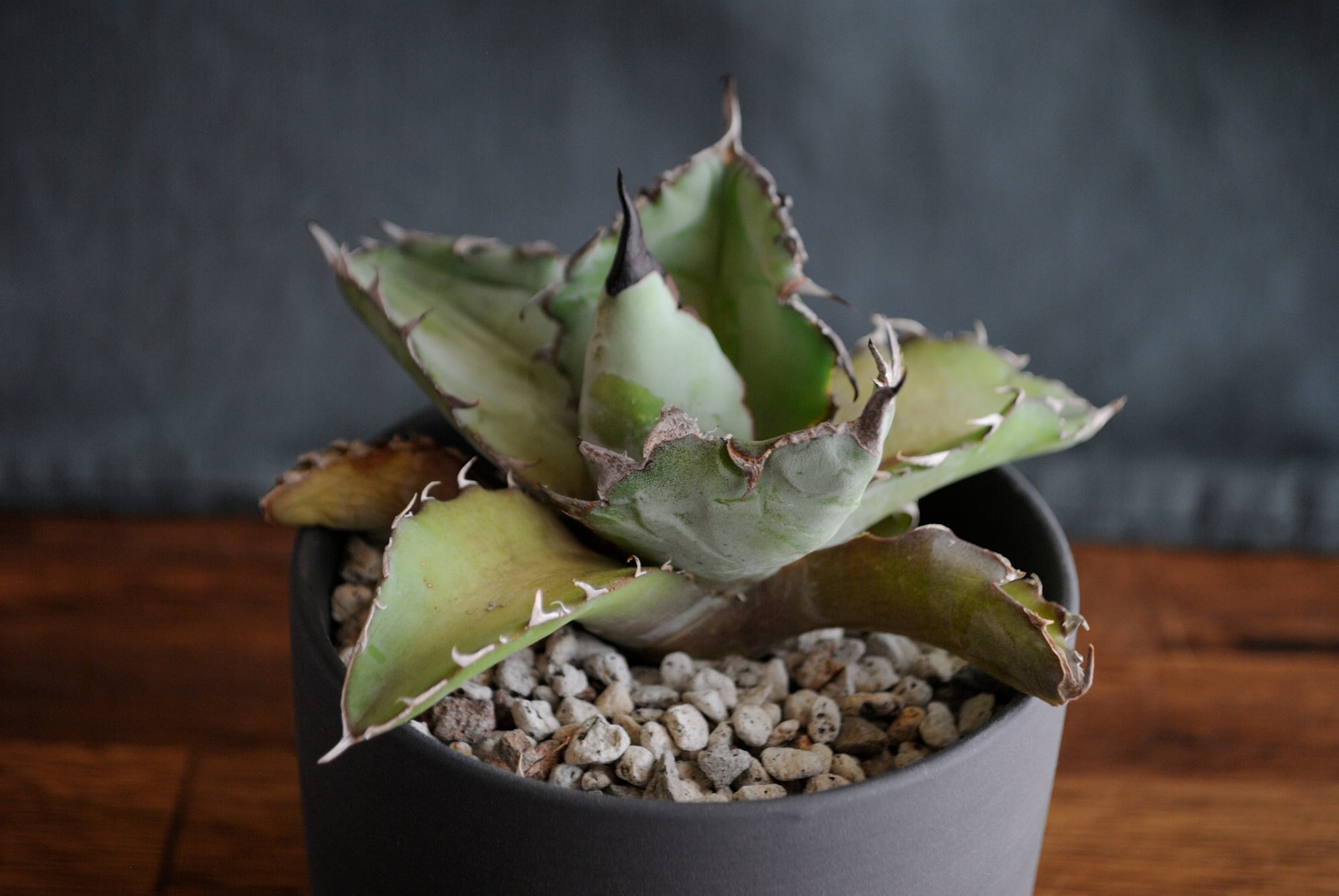 アガベ チタノタ シーザー 凱薩 | Agave Rocon