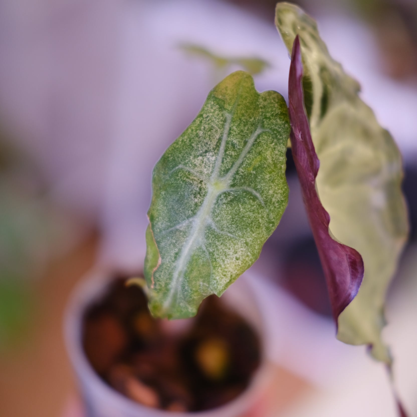 Alocasia 'Venom'│アロカシア・ヴェノム│観葉植物 | tokyoplants