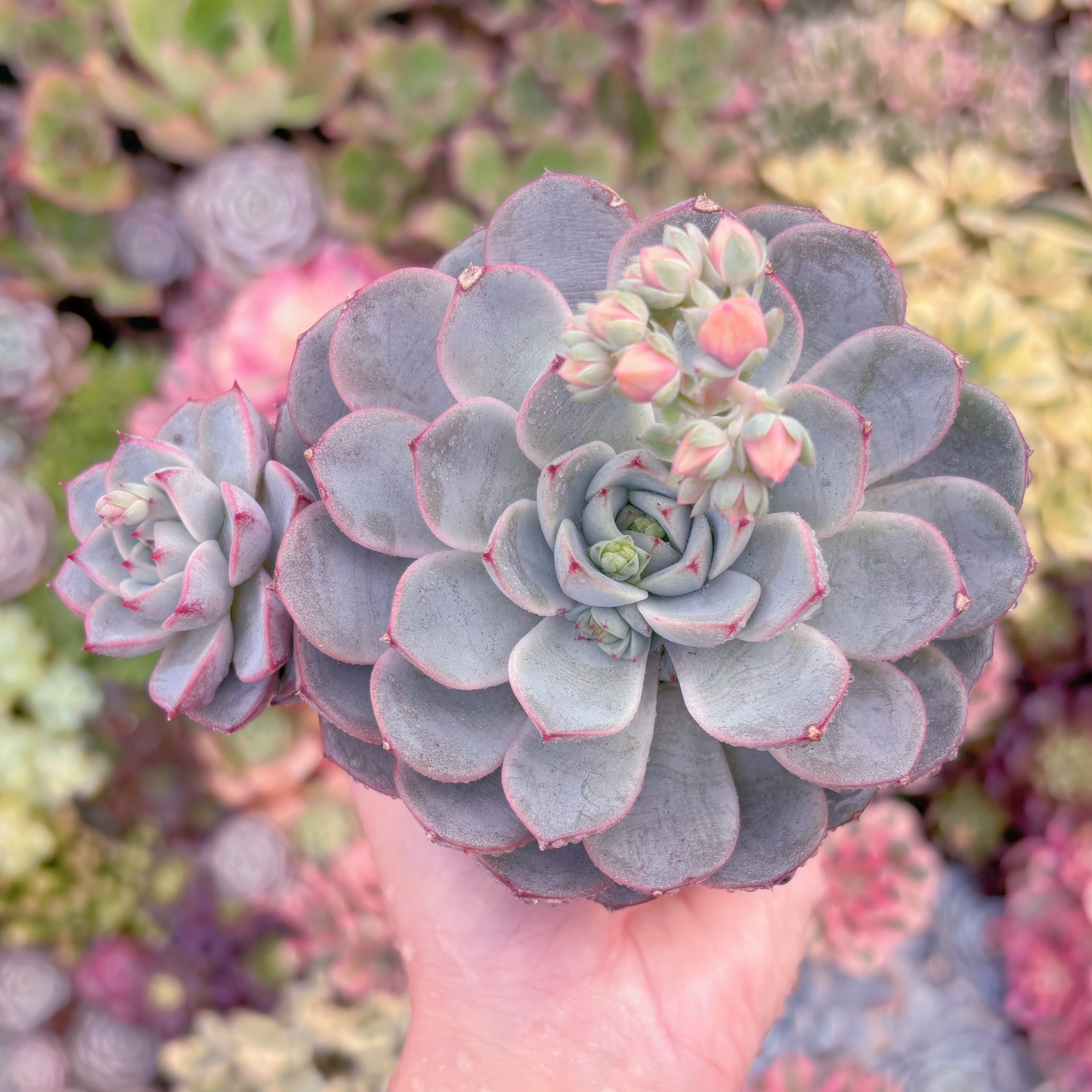 現品　白金#A83　新入荷　るる農園