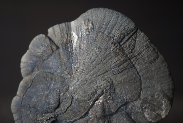 パイライトサン Pyrite Sun 1677