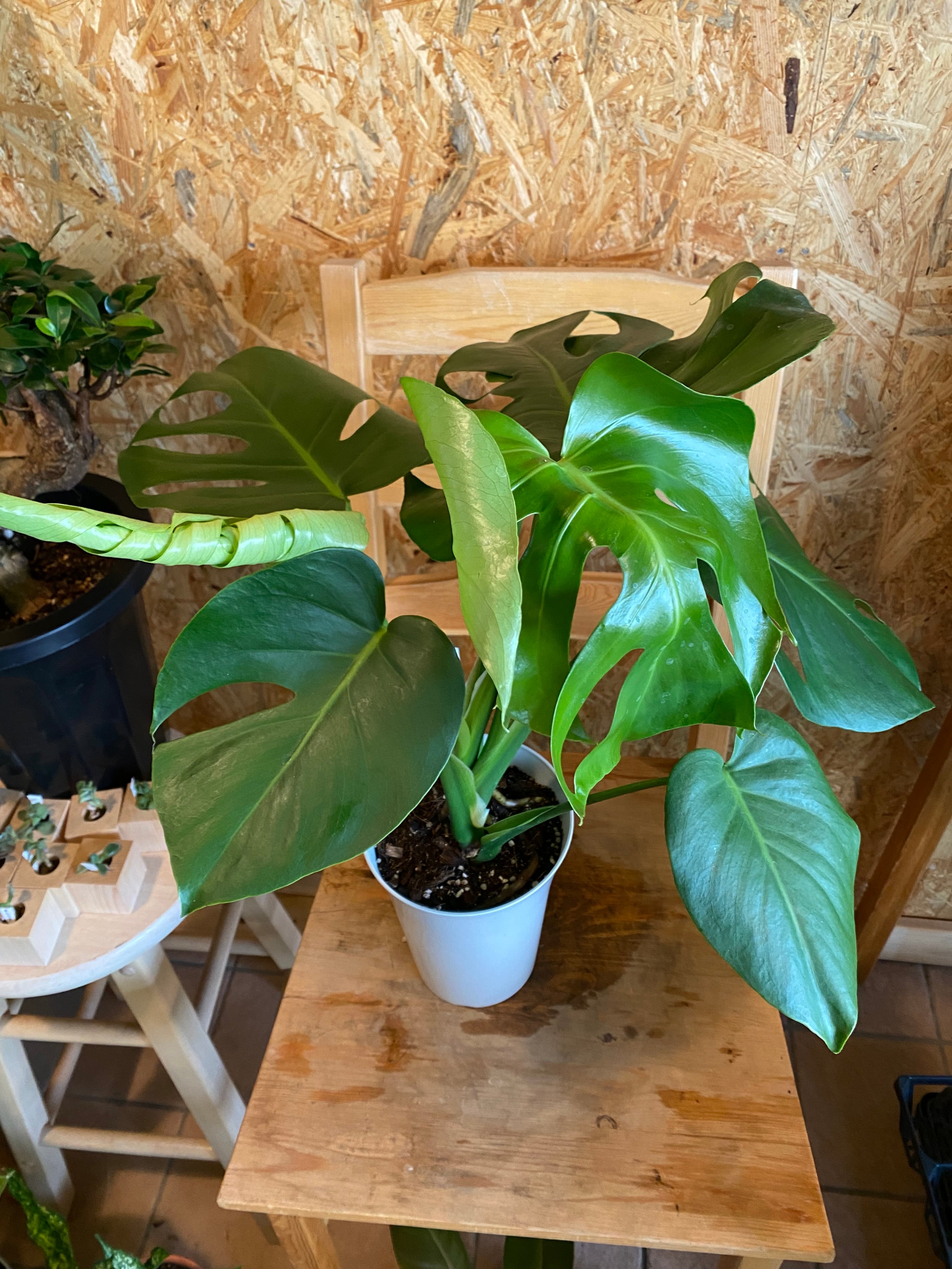 モンステラ H55cm W40cm 口径14cm | Garden Varejo