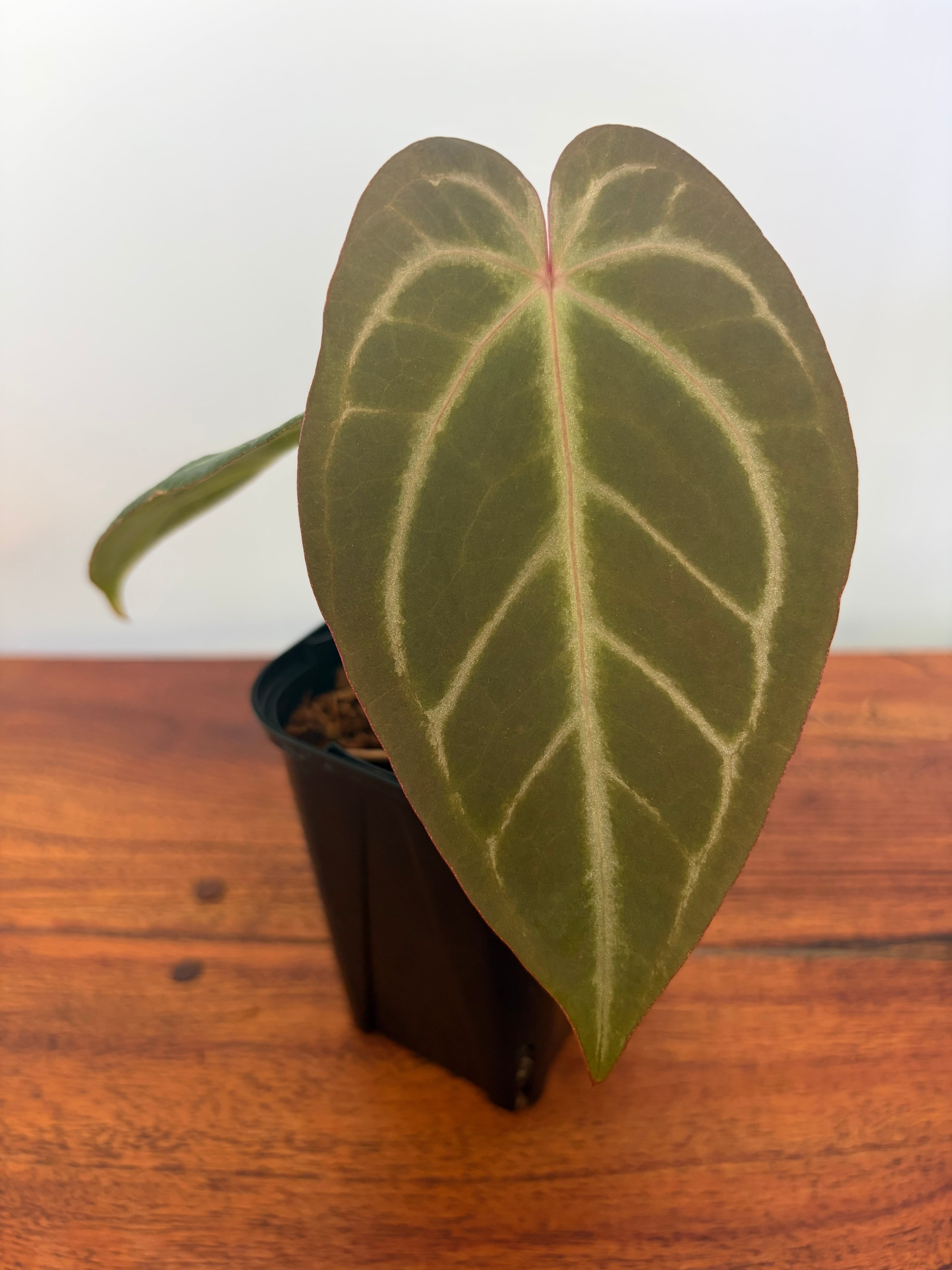 Anthurium | BALI-AN 園芸