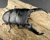 【WD】《パラワンオオヒラタクワガタ ロハス最北東部産 91.5mm ペア》