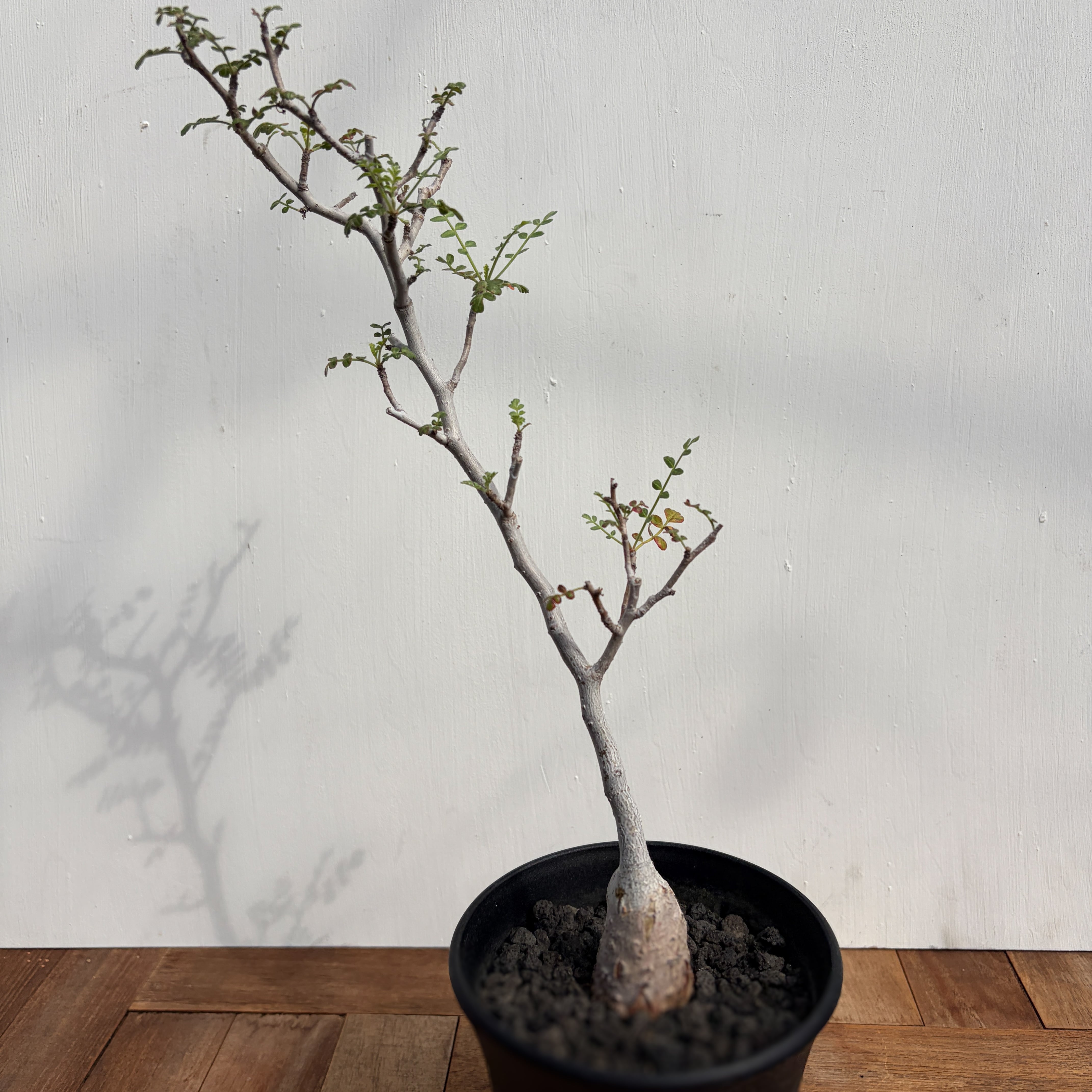 Pachycormus discolor【パキコルムス・象の木・実生】 | RIMO'S GREEN