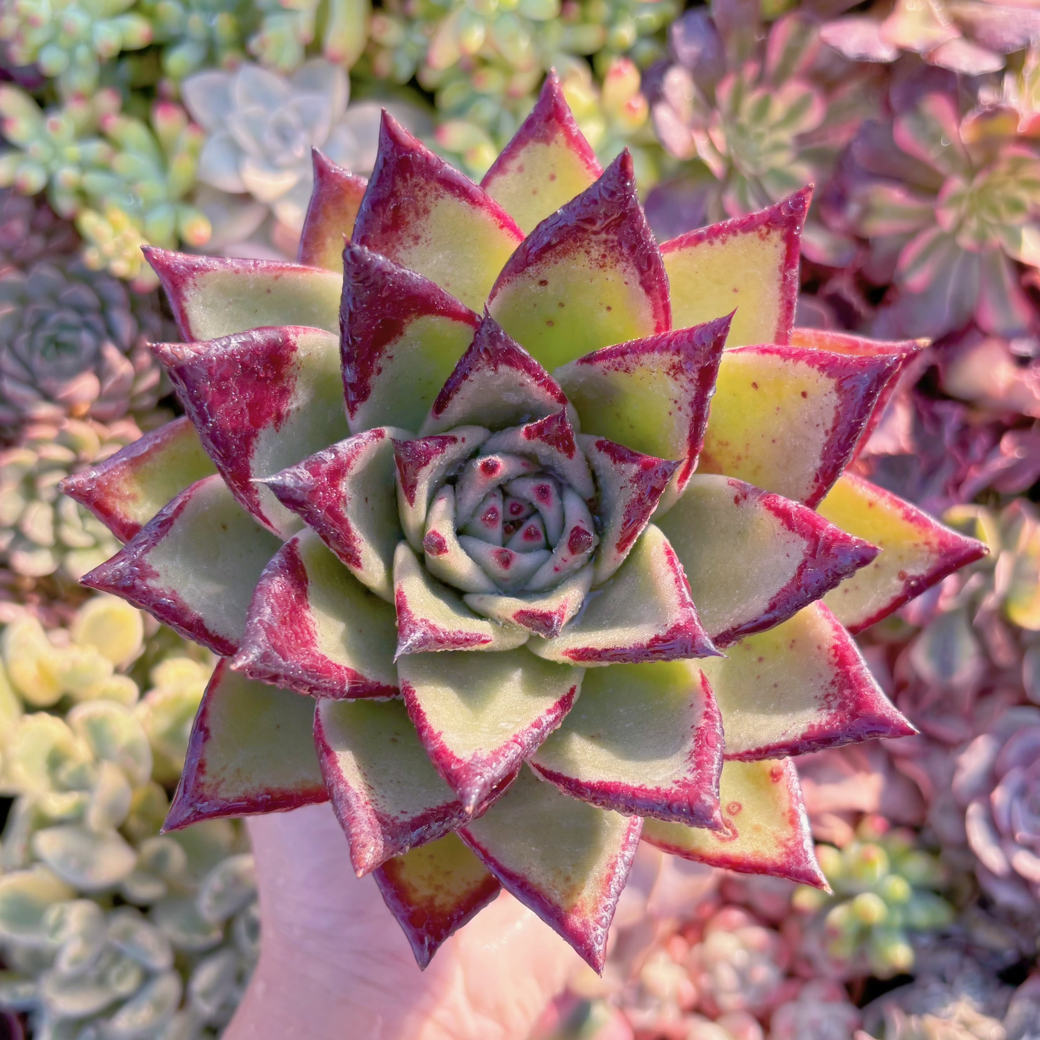 現品　黒魔王#M237　大苗　るる農園