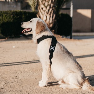 Pups&Bubs Roam Luxe ハーネスL〖 即納 〗