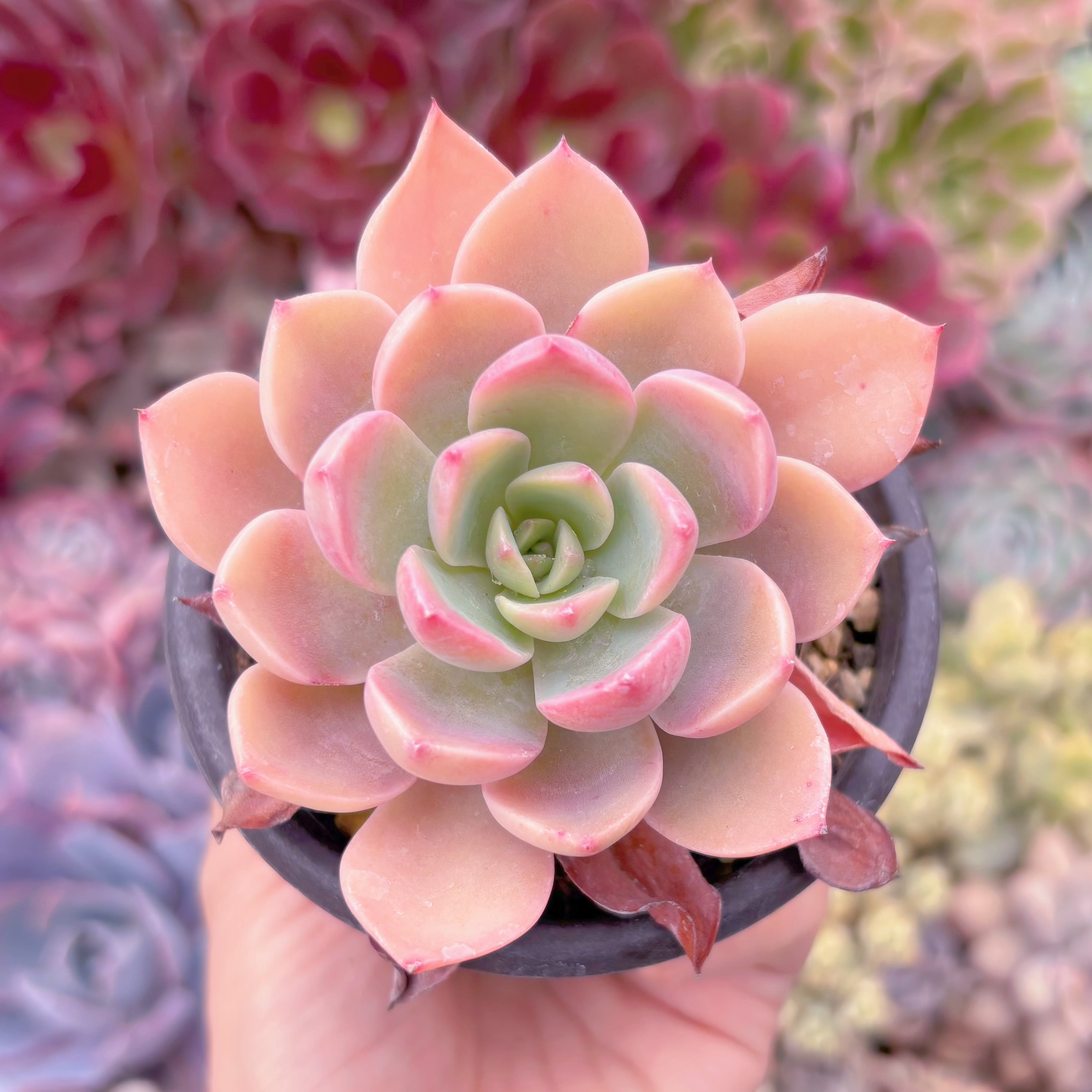 現品　リットルフェアリー#692　古株   るる農園