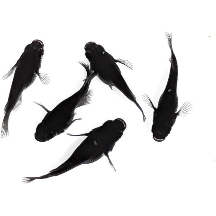 ブラックダイヤダルマ 若魚2匹1ペア メダカの飼い方 室内・屋外