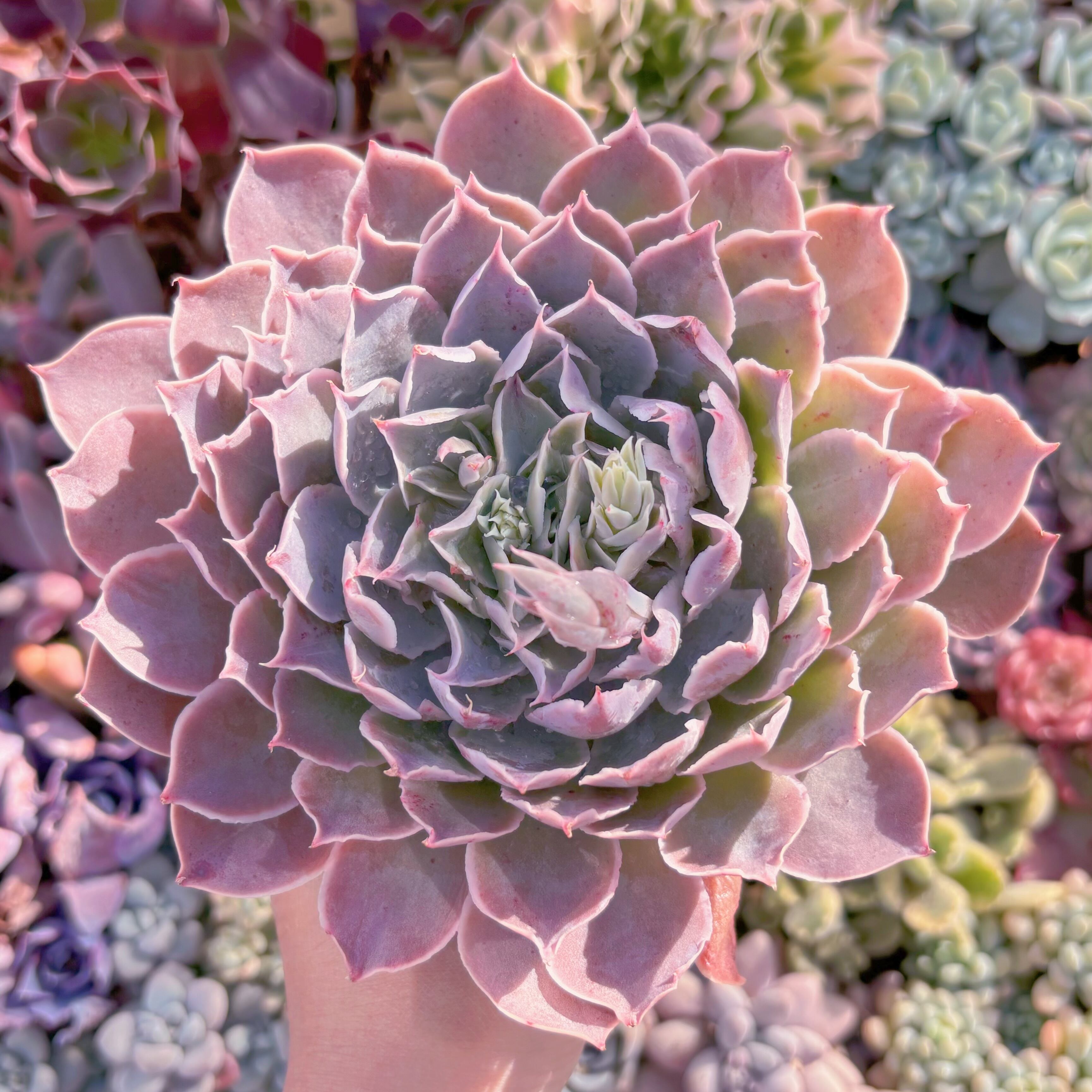現品　Echeveria 'Laguna Sanchez'#862　るる農園