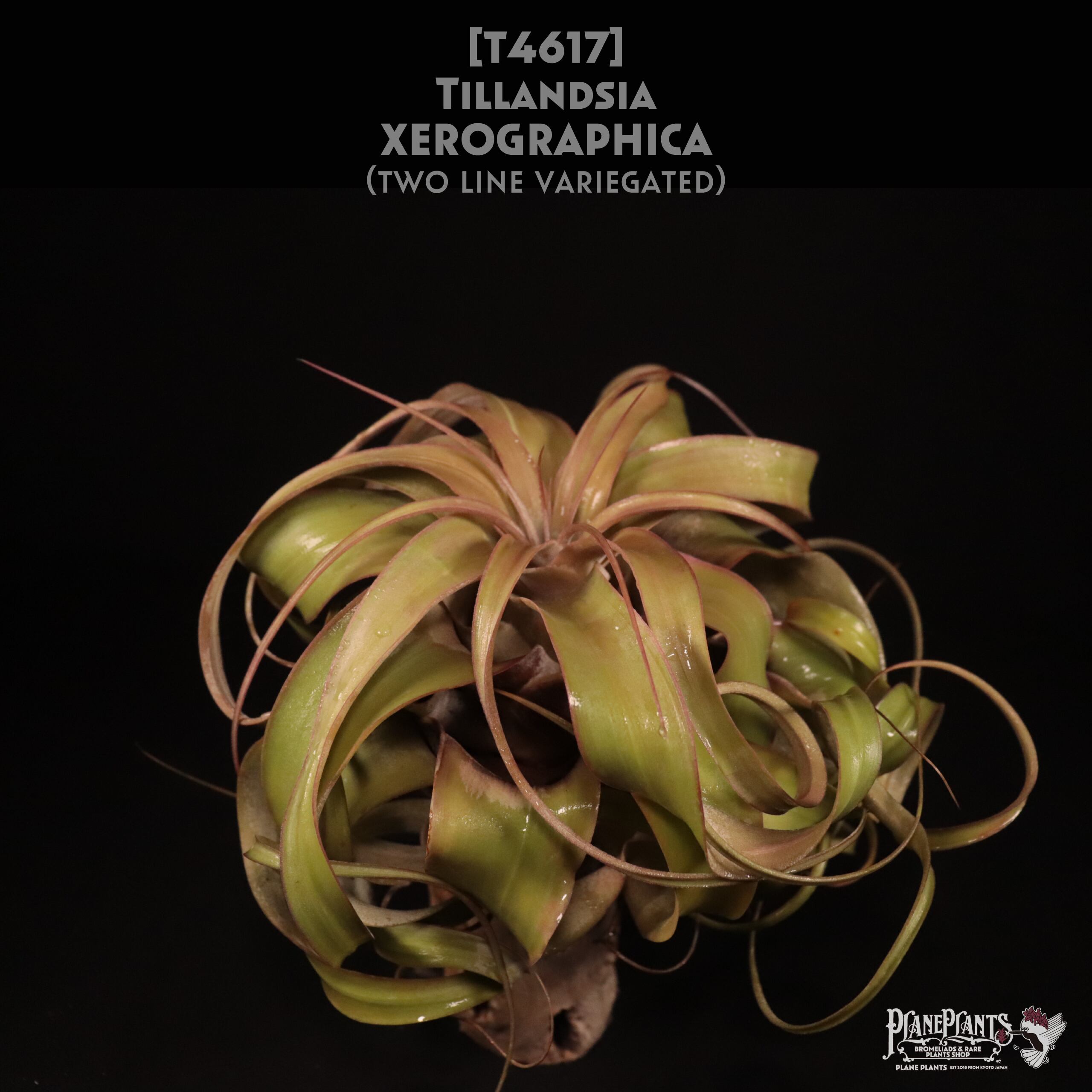 【送料無料】xerographica variegated (two line)〔エアプランツ〕現品発送T4617