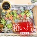 カット苗箱いっぱいセット