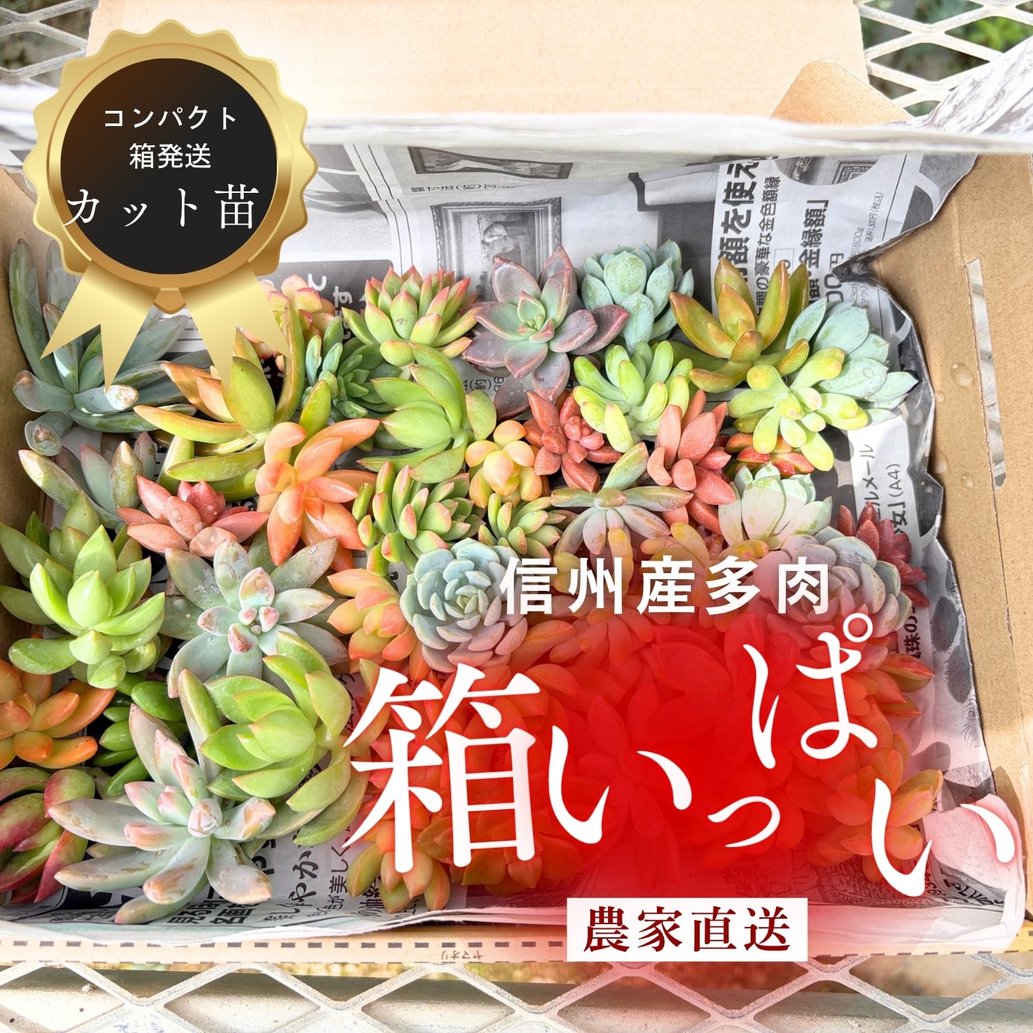 カット苗箱いっぱいセット