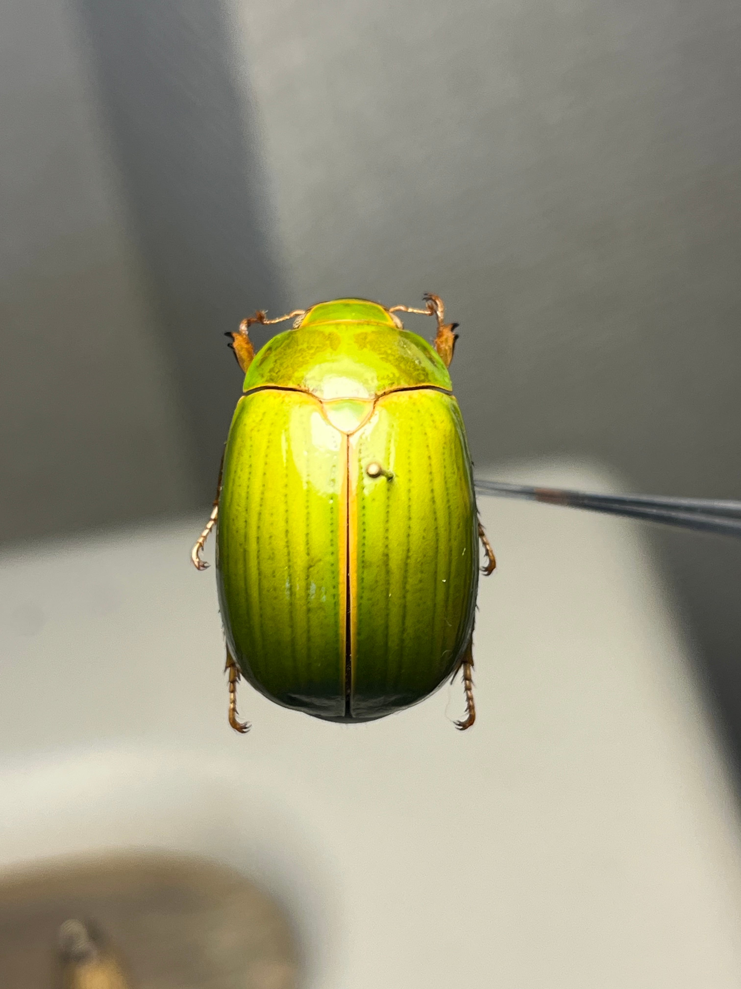 鶯黄金希少種】枝豆感のあるパマセアタケコガネ ？ 標本 ウグイス