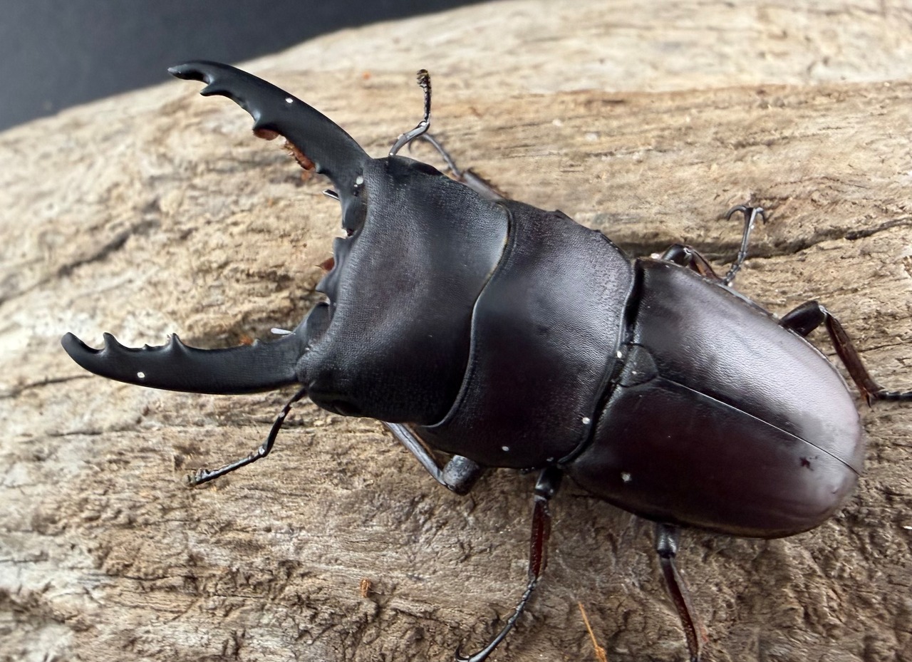 【WD】《タウルスヒラタ原名亜種 パダン産 52mm ペア》