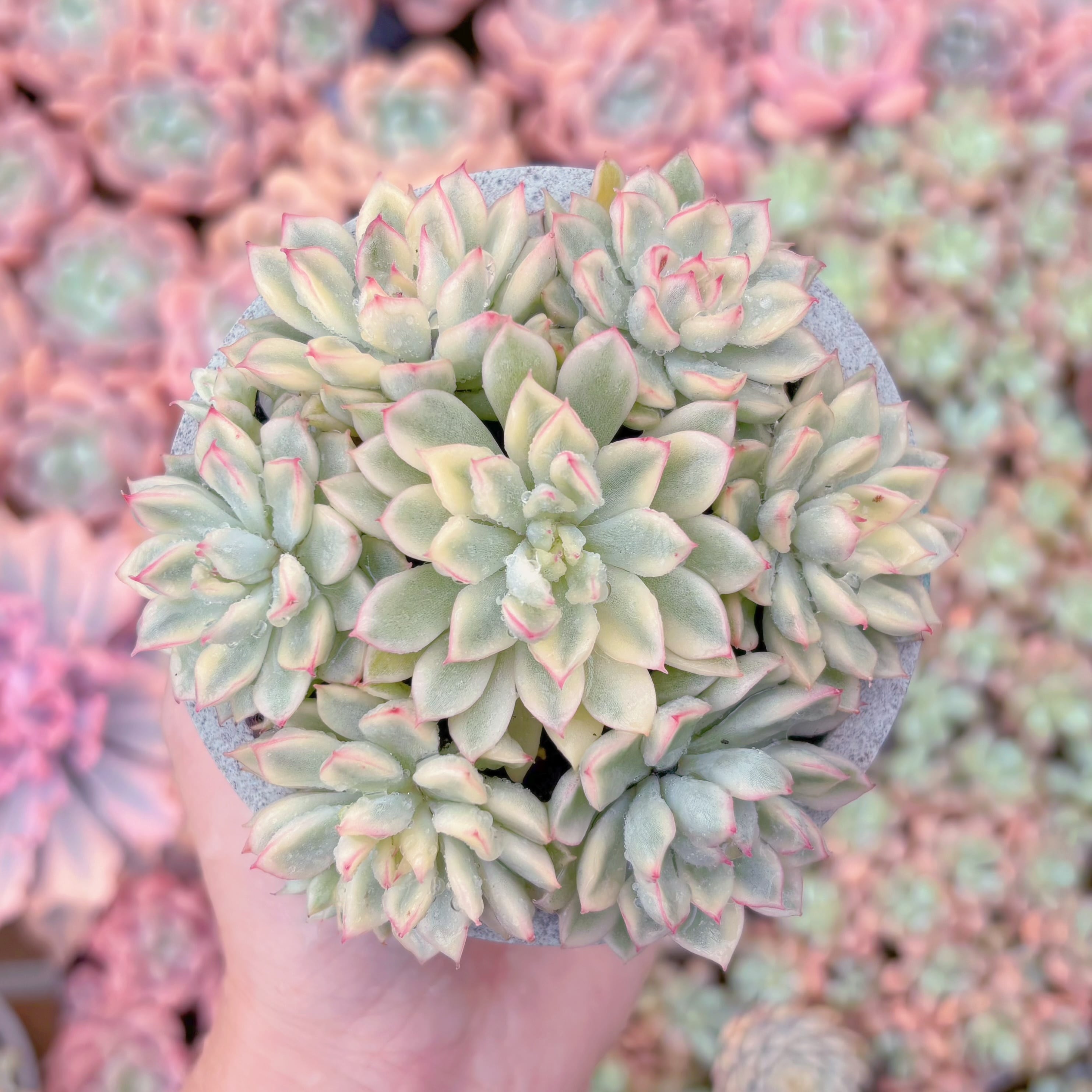 多肉植物　女雛錦(7苗)　新入荷　るる農園