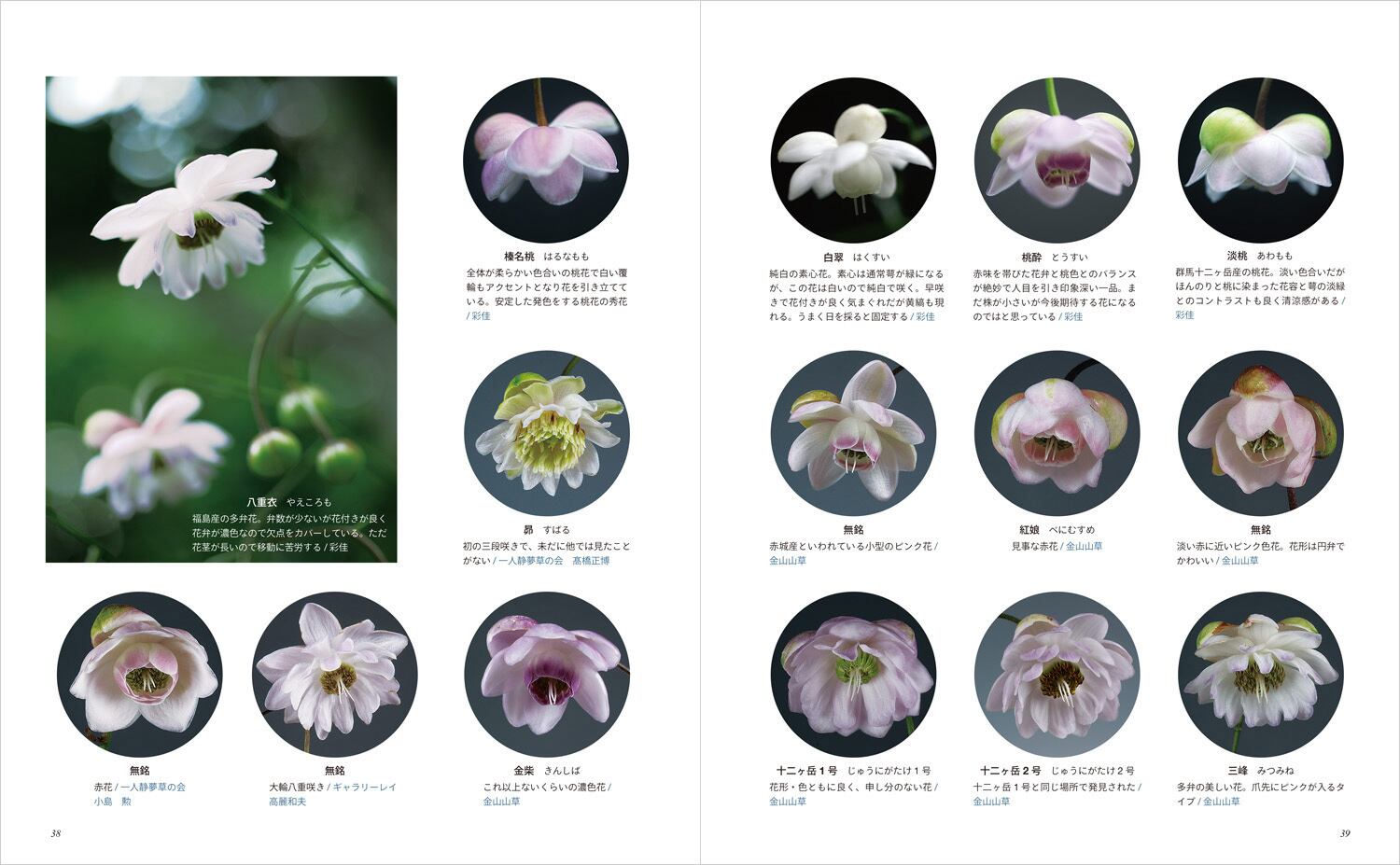 園芸collection Vol 15 栃の葉書房