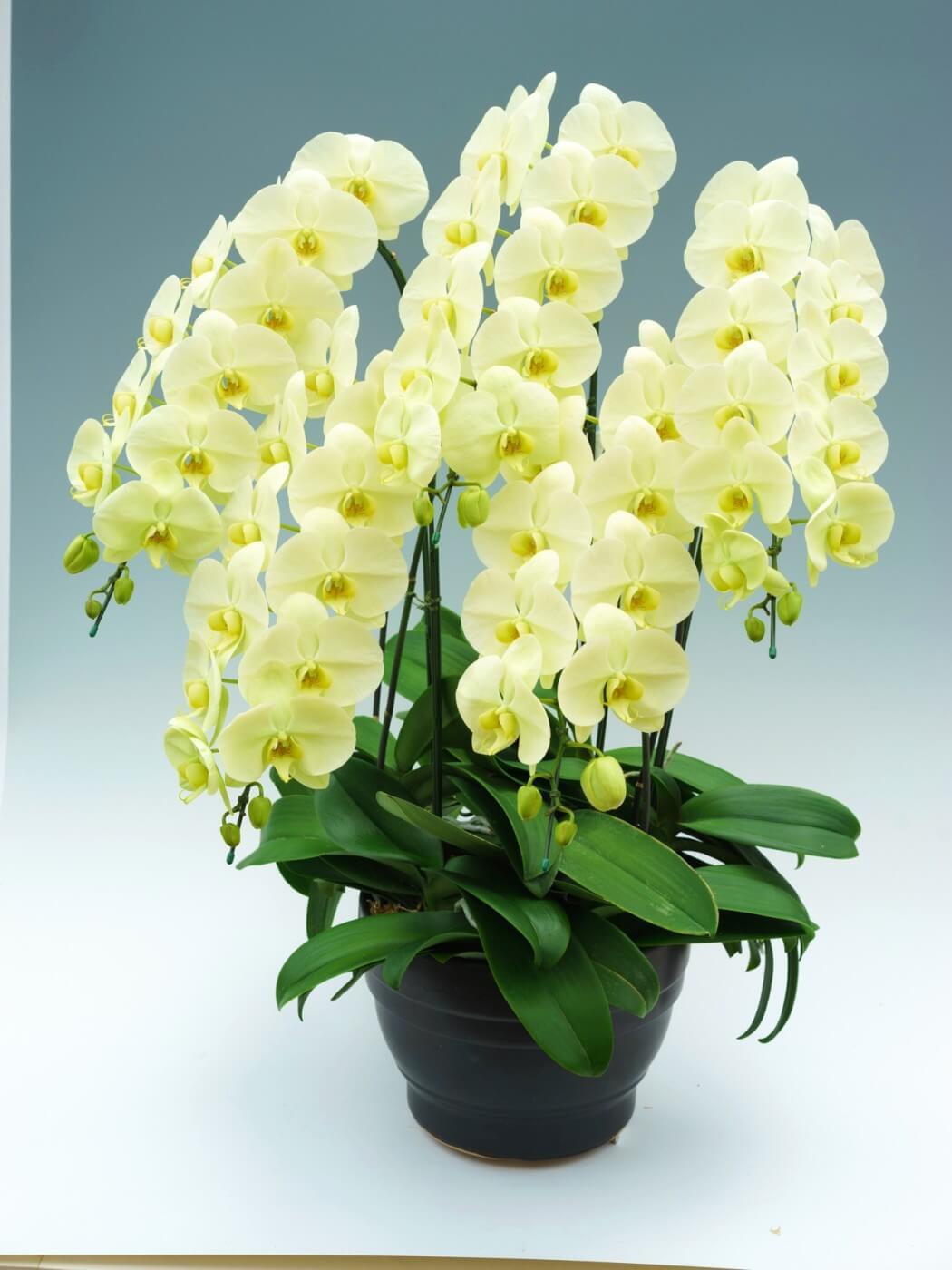 光触媒 造花 観葉植物 ウォールグリーン フェイクグリーン 胡蝶蘭8650