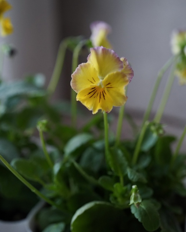 小輪フリンジビオラ　ソワレ　シャルロット　３号