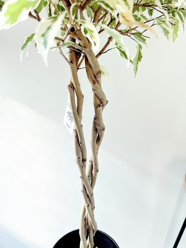 【一点限定】ベンジャミン スターライト ビューティークイーン ねじり×ねじり 特別仕立て 観葉植物