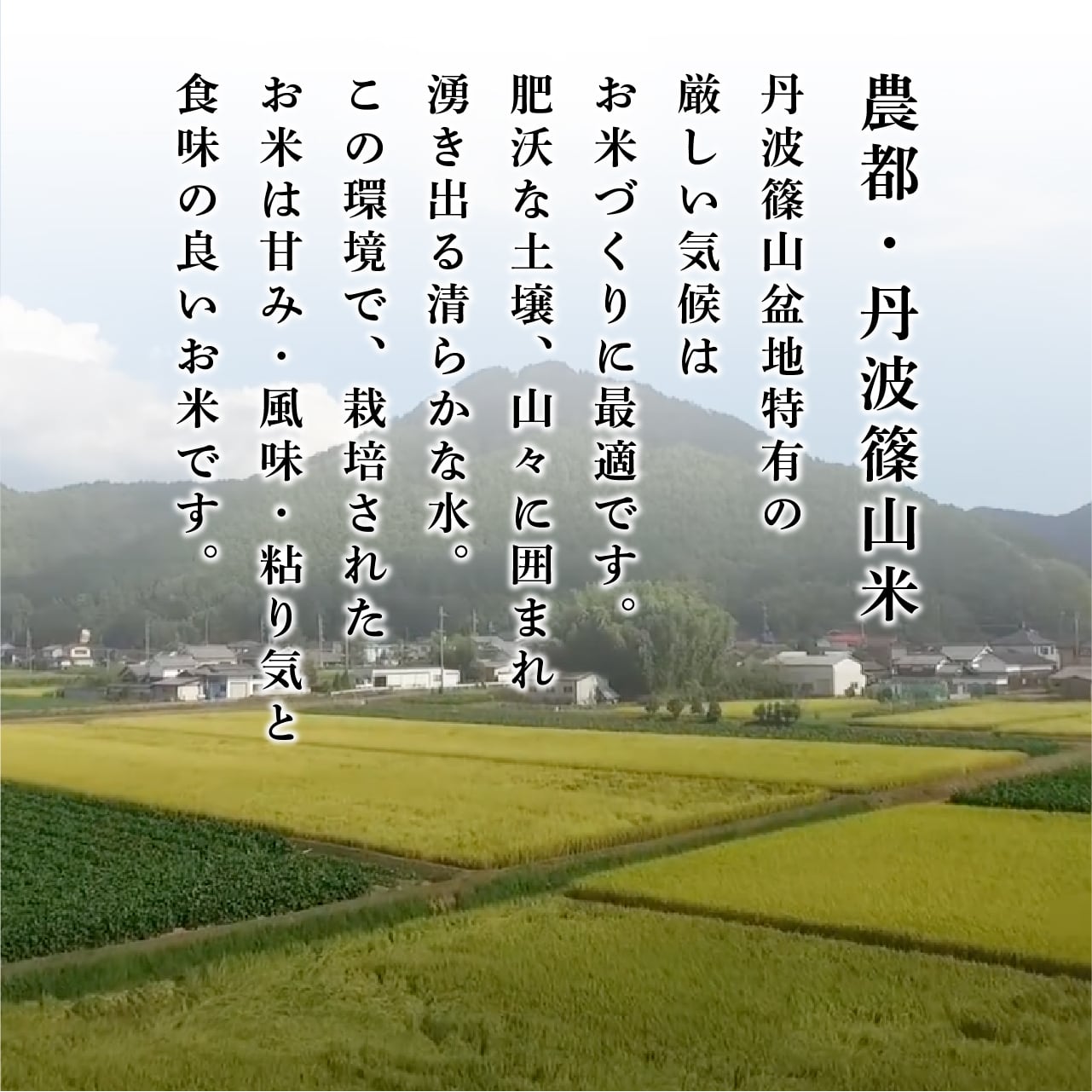 リピーター様限定》令和6年新米☆じっくり精米!ー丹波篠山産 リピーター様限定》令和6年新米☆じっくり精米!ー丹波篠山産