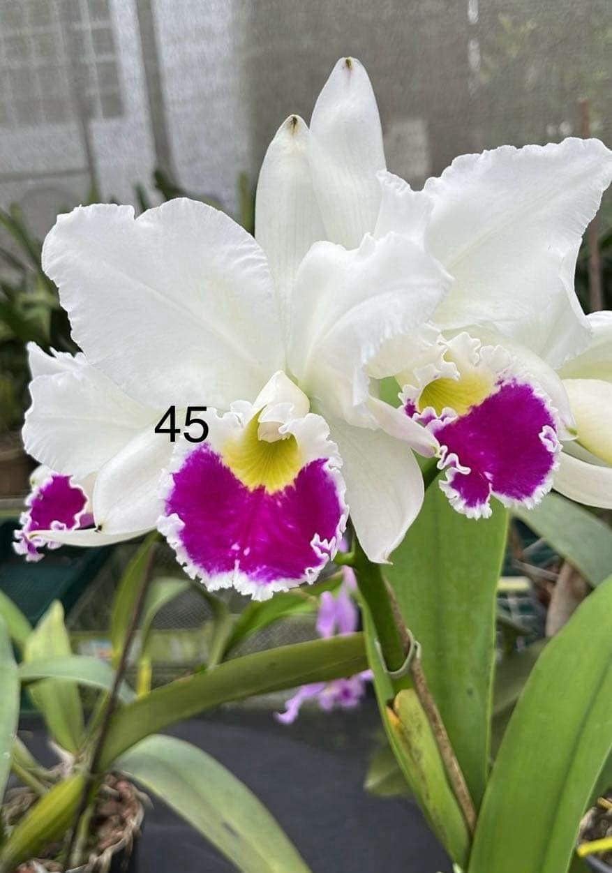 walkeriana C. trilabelo semi-alba f. 洋蘭原種 洋蘭原種カトレア