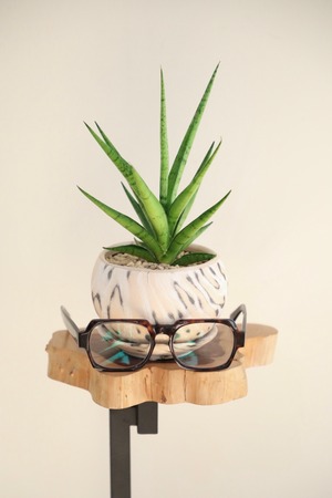 【S】サンスベリア グラシリス/Sansevieria ※陶器鉢付き