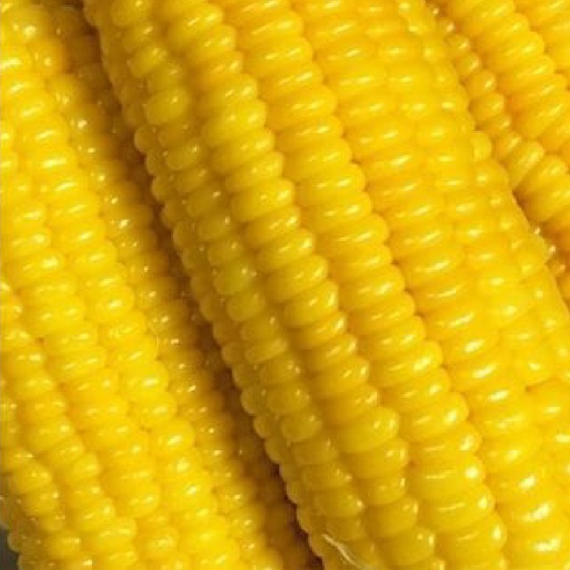 【送料半額】朝採れとうもろこし２０～２４本（わくわくコーン）《お中元・夏ギフトに》