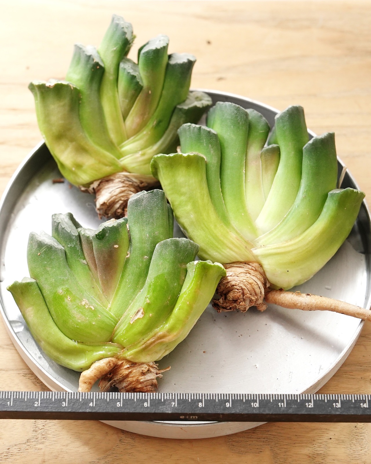カット苗 ハオルチア 玉扇 写楽 L Haworthia truncata 'Sharaku'