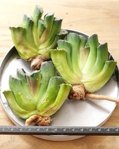 カット苗 ハオルチア 玉扇 写楽 L Haworthia truncata 'Sharaku'